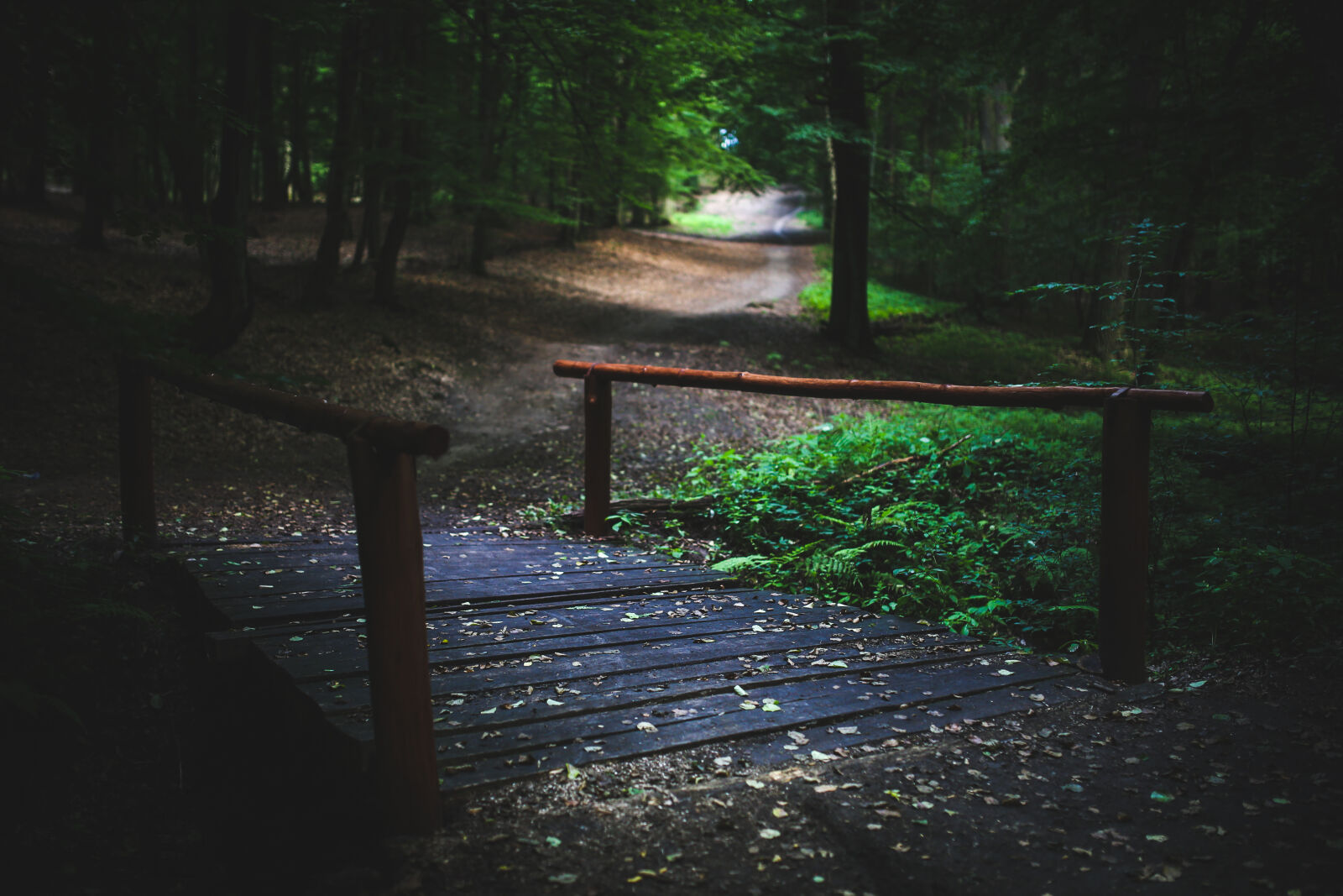 Canon EOS 6D + Sigma 35mm F1.4 DG HSM Art sample photo. Bridge, in, the, forest photography