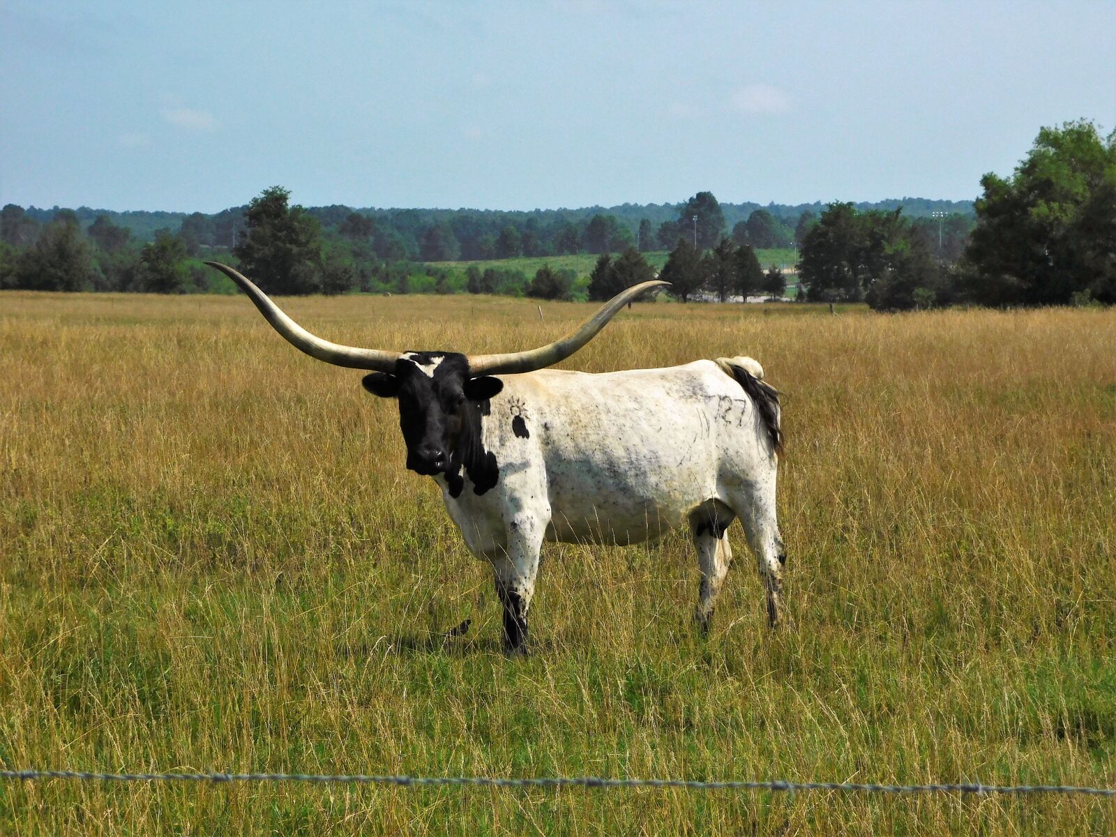 Nikon Coolpix B500 sample photo. Longhorn, bovine, arkansas photography