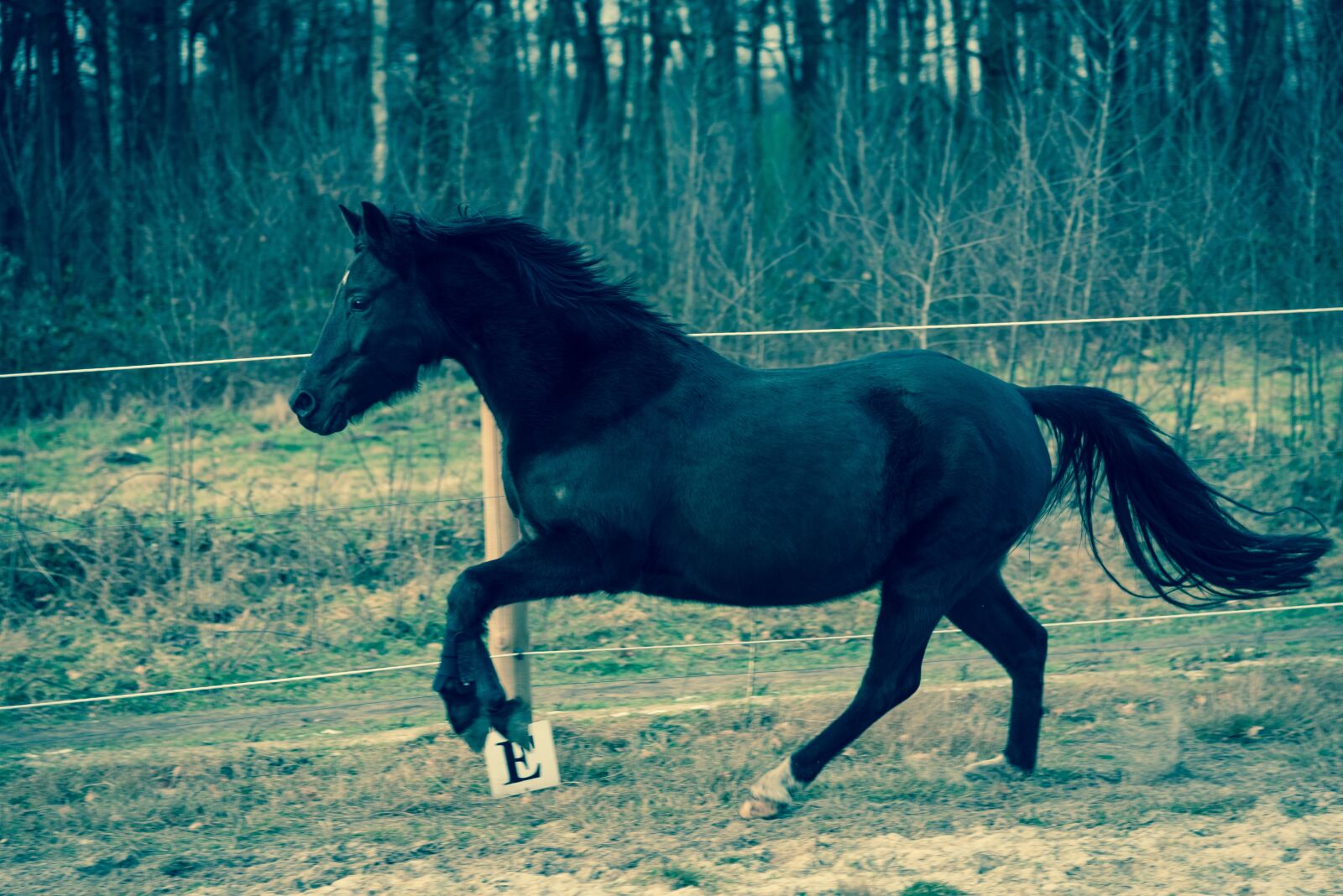 Nikon D750 sample photo. Horse, meadow, coupling photography