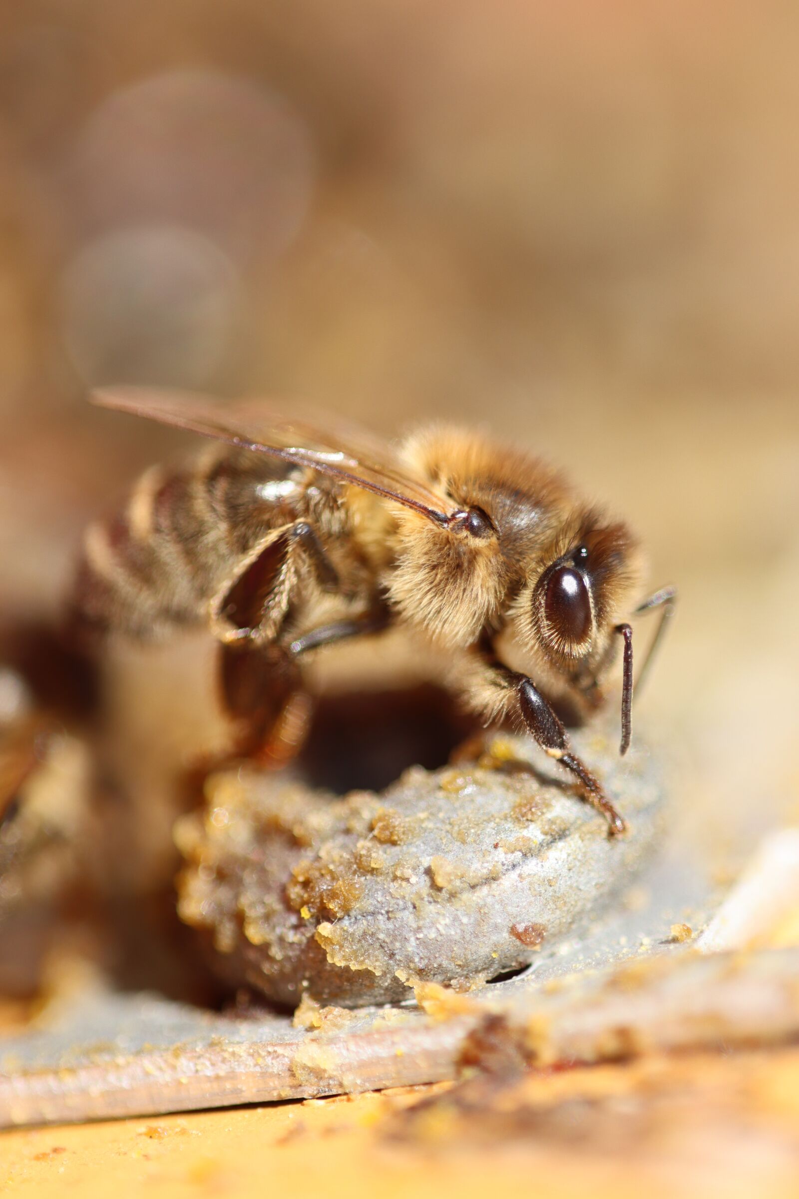 Canon EOS 90D sample photo. Bee, blossom, bloom photography