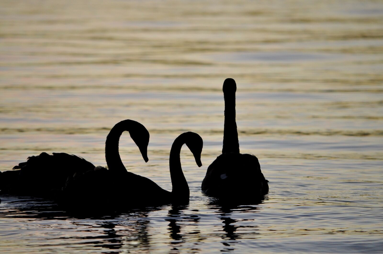 Nikon D5000 sample photo. Swans, silhouettes, birds photography