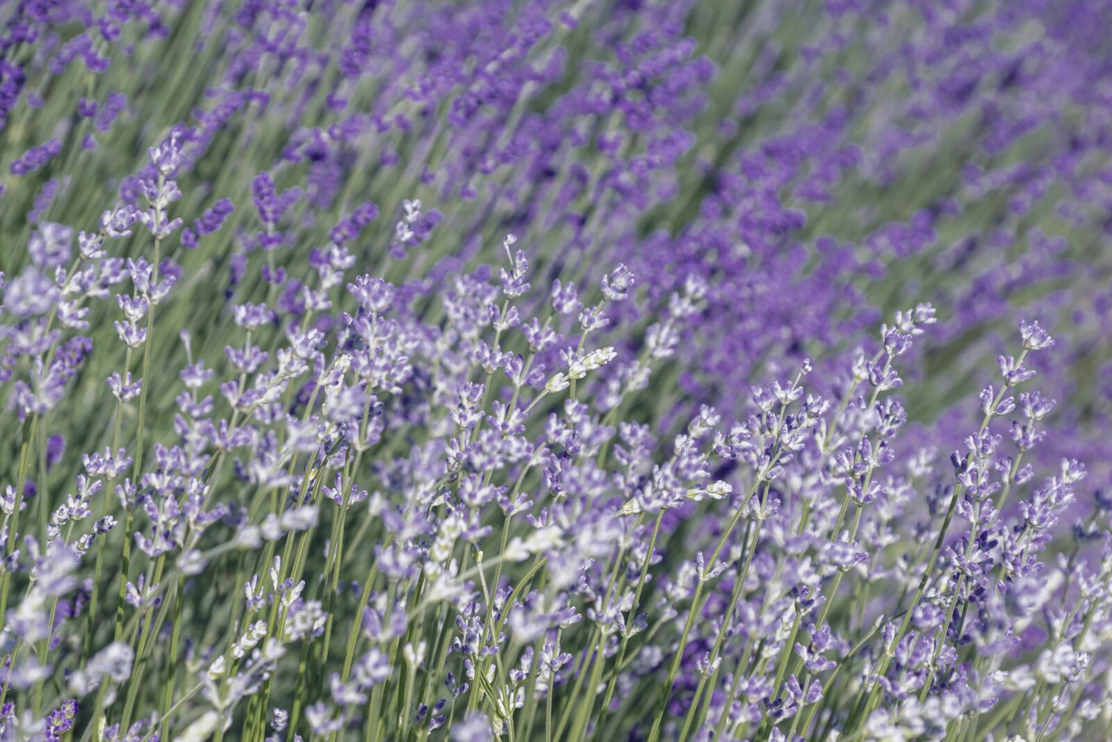 Sony DT 18-135mm F3.5-5.6 SAM sample photo. Lavender, purple, violet photography