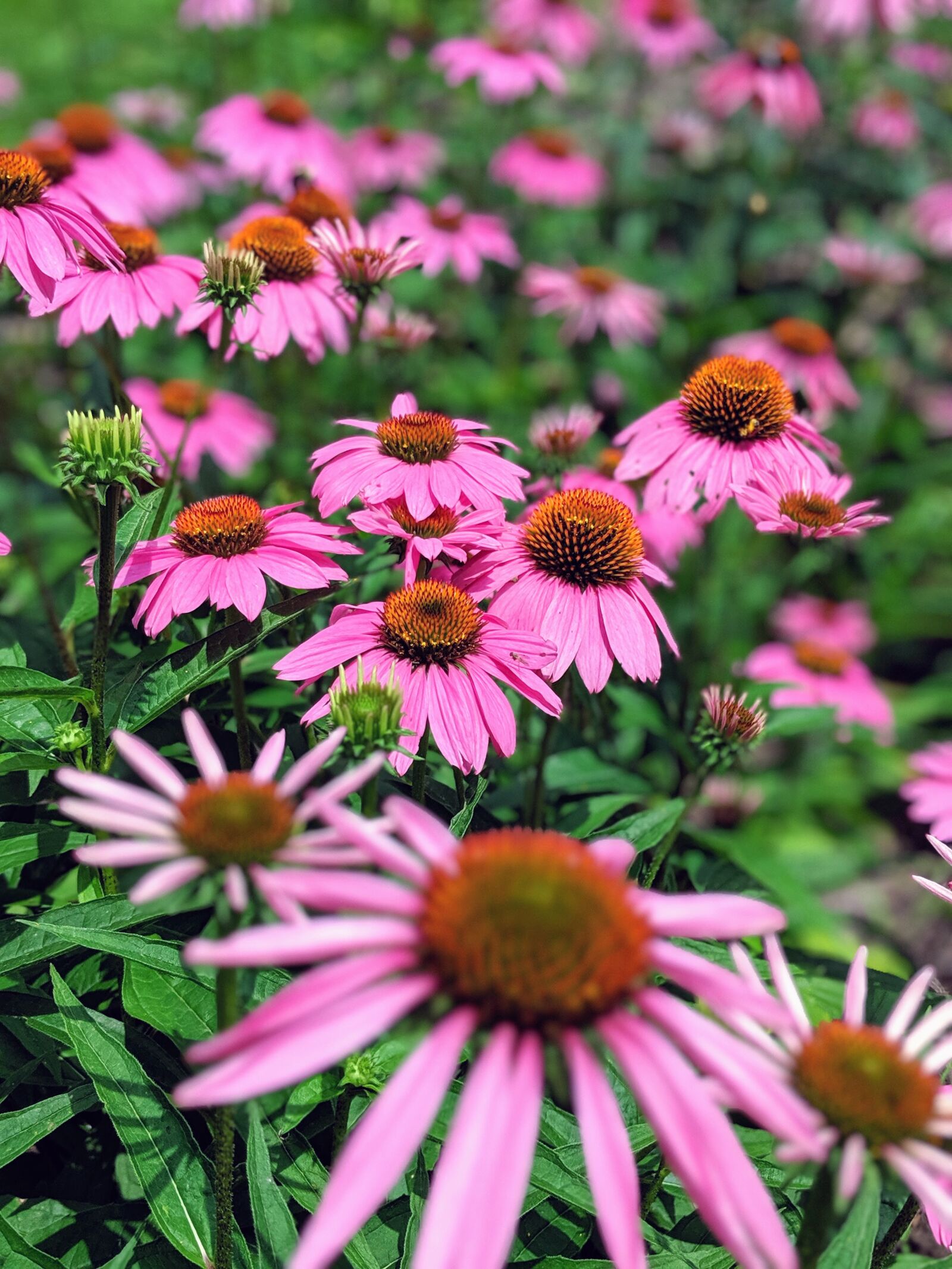 Google Pixel 2 XL sample photo. Bloom, nature, blossom photography
