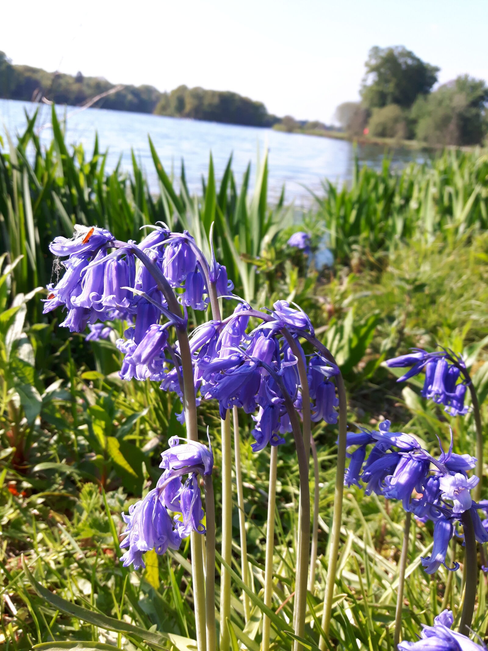 Samsung Galaxy S5 Neo sample photo. Bluebells, countryside, lakeside, river photography