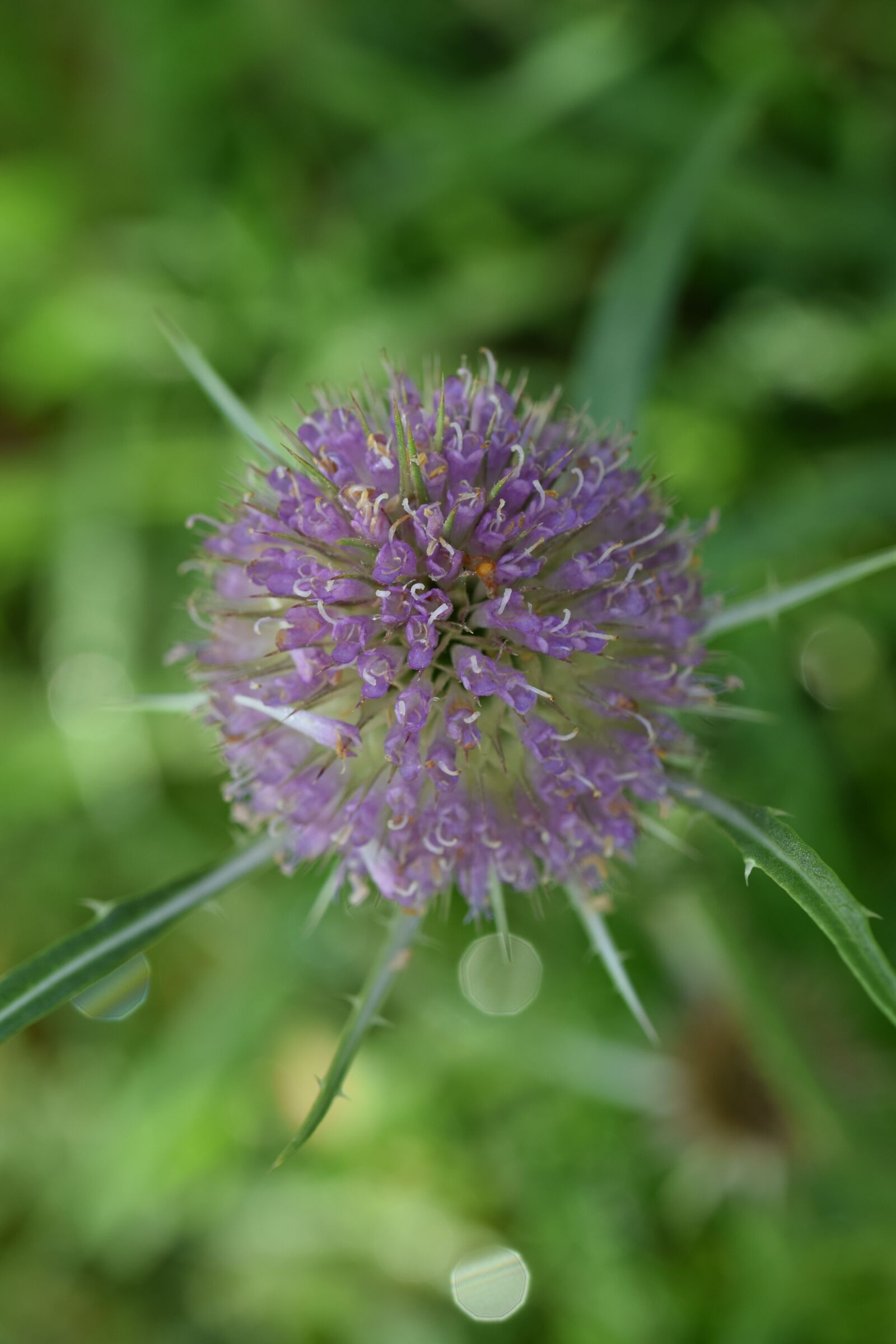 Nikon D5300 sample photo. Macro, blossom, bloom photography