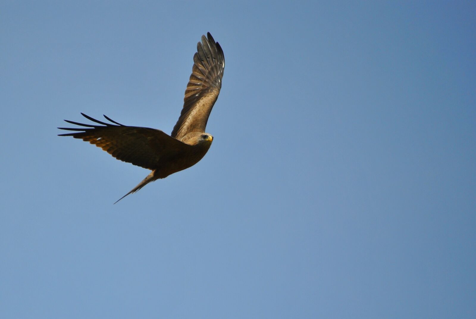 Nikon D3000 sample photo. Bird, flight, africa photography