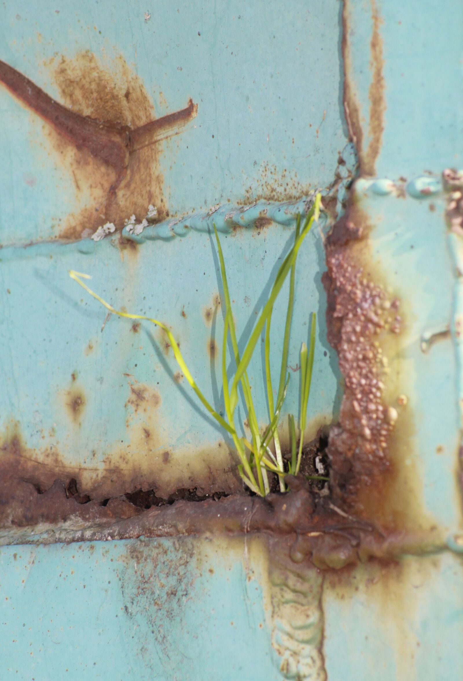 Canon EOS 1100D (EOS Rebel T3 / EOS Kiss X50) sample photo. Grass, live, container photography