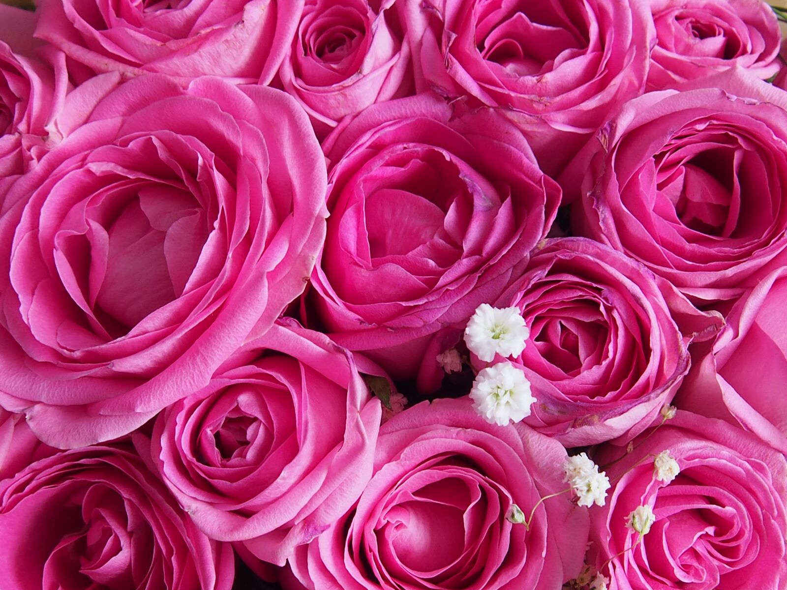 Olympus PEN E-PL6 sample photo. Rose, pink, flower photography