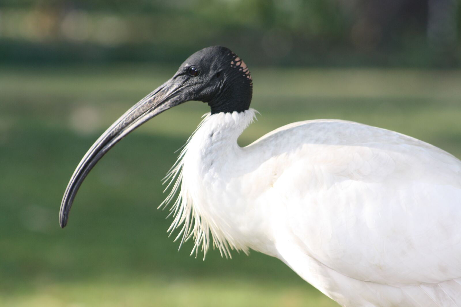 Canon EOS 1000D (EOS Digital Rebel XS / EOS Kiss F) sample photo. Ibis, bird, beak photography