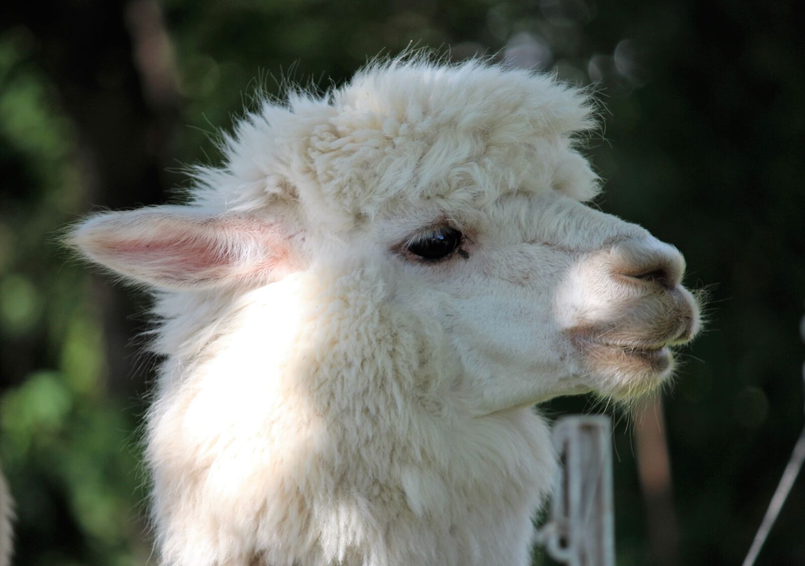 Canon EOS 600D (Rebel EOS T3i / EOS Kiss X5) sample photo. Alpaca, white, eye photography