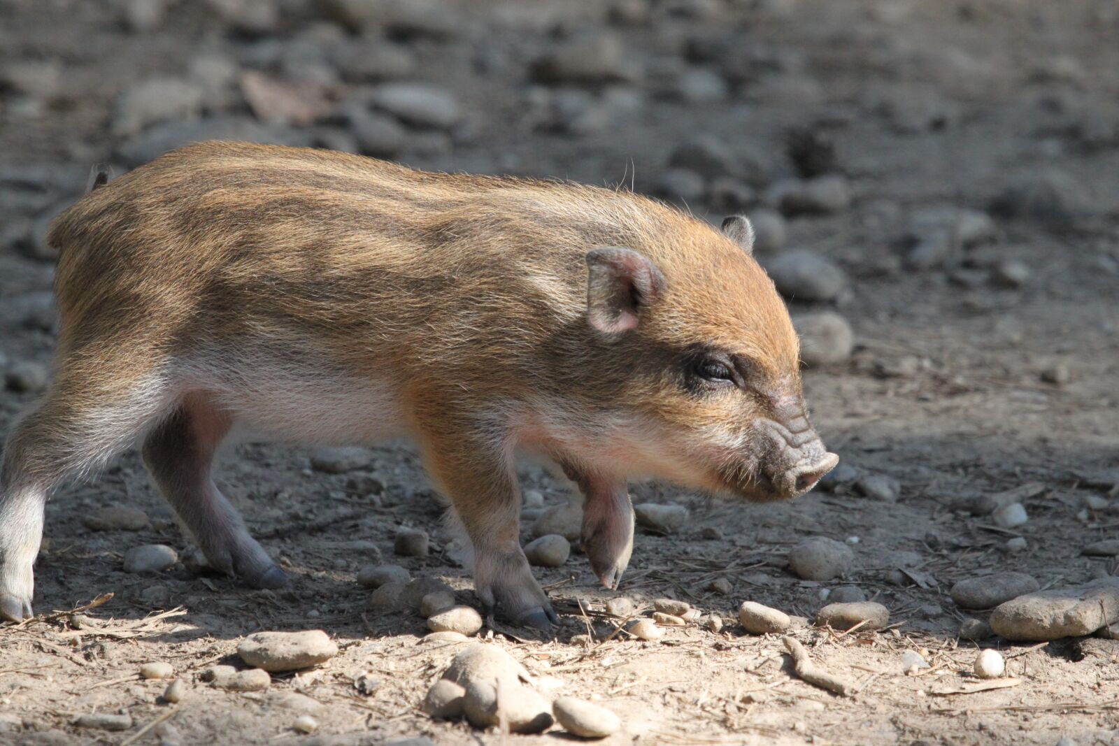 Canon EOS 500D (EOS Rebel T1i / EOS Kiss X3) sample photo. Sow, pig, wild boars photography