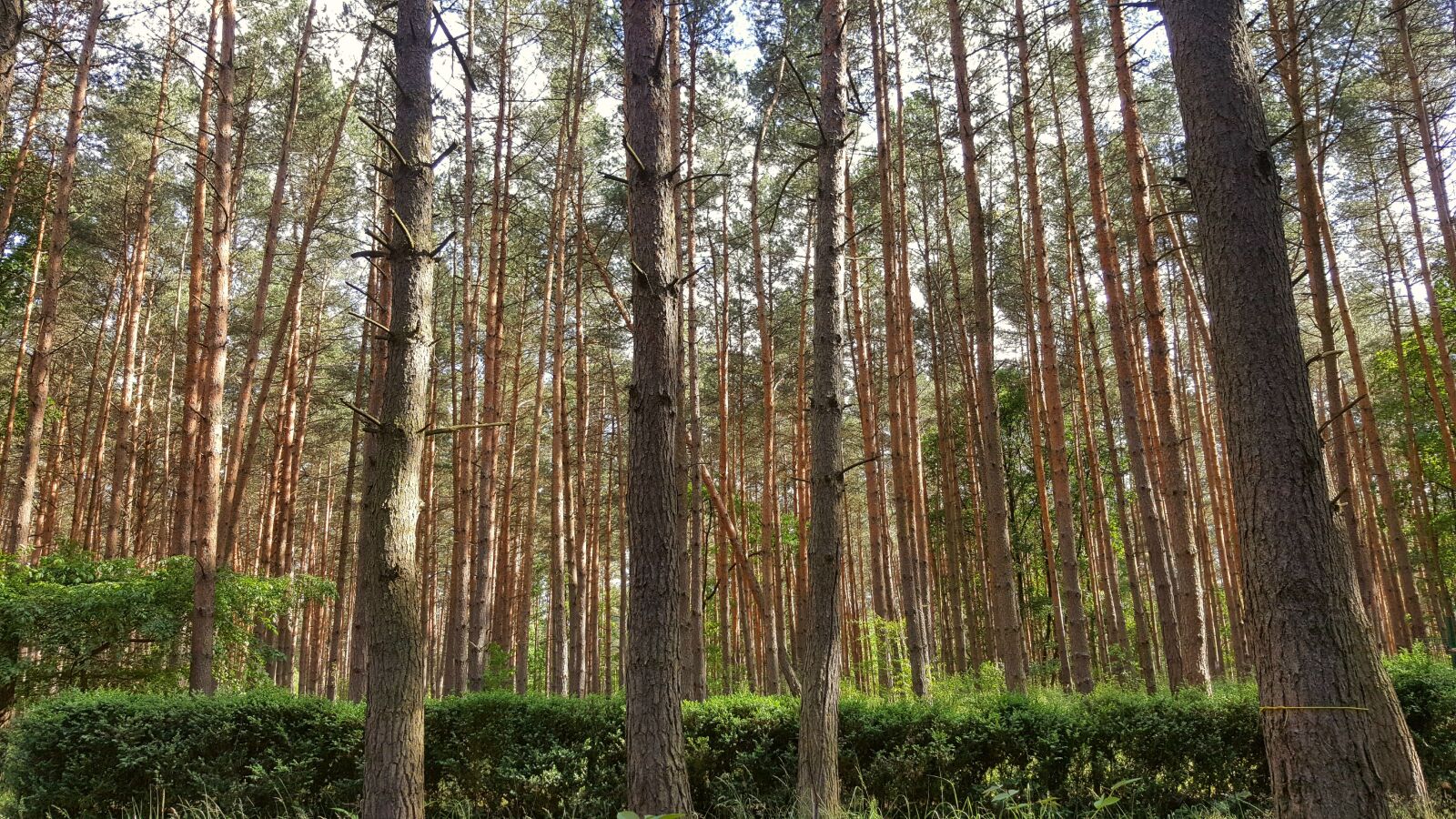 Samsung Galaxy S6 sample photo. Forest, pine, nature photography