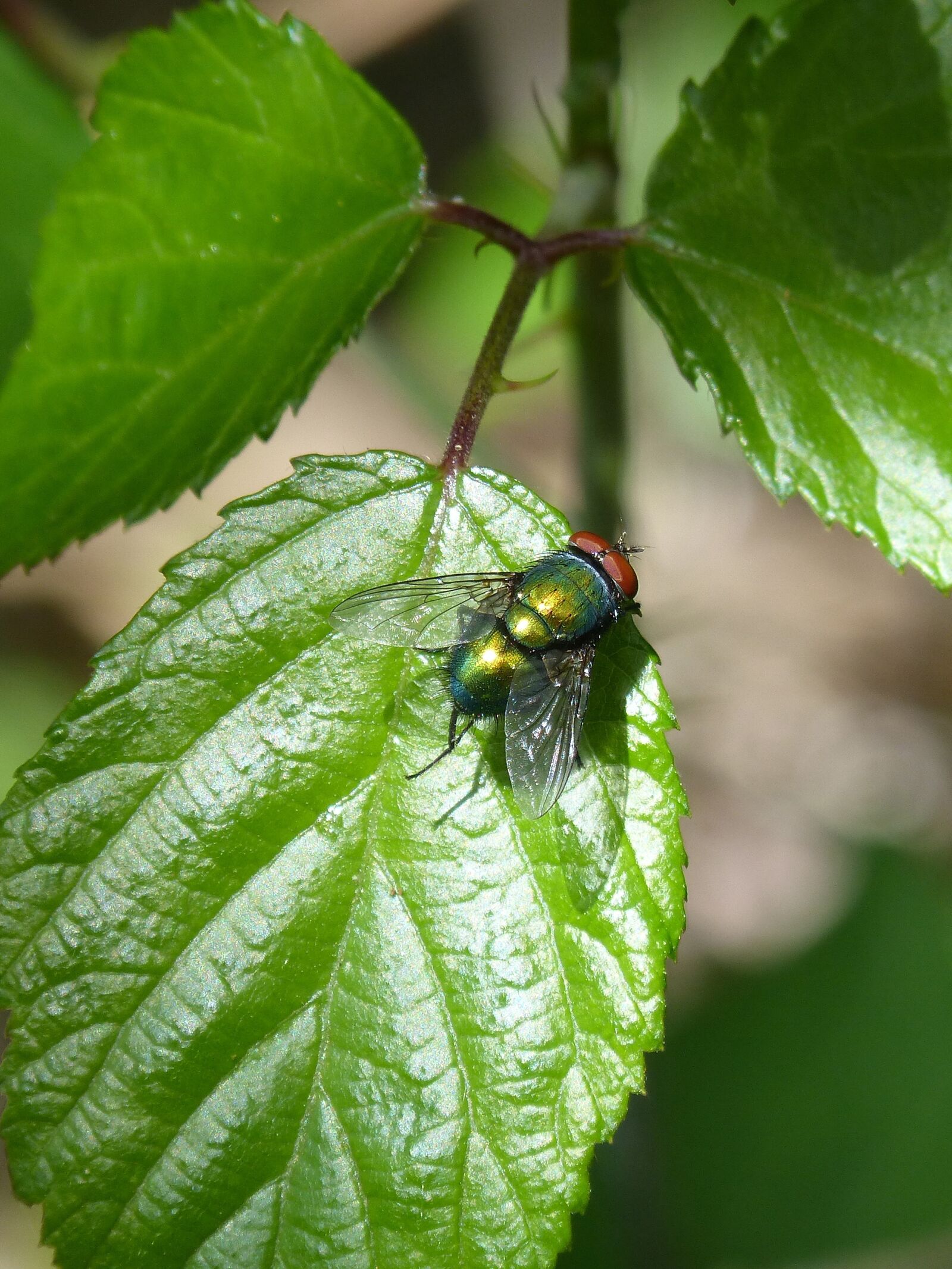 Panasonic DMC-FZ62 sample photo. Greenfly, fly vironera, calliphora photography