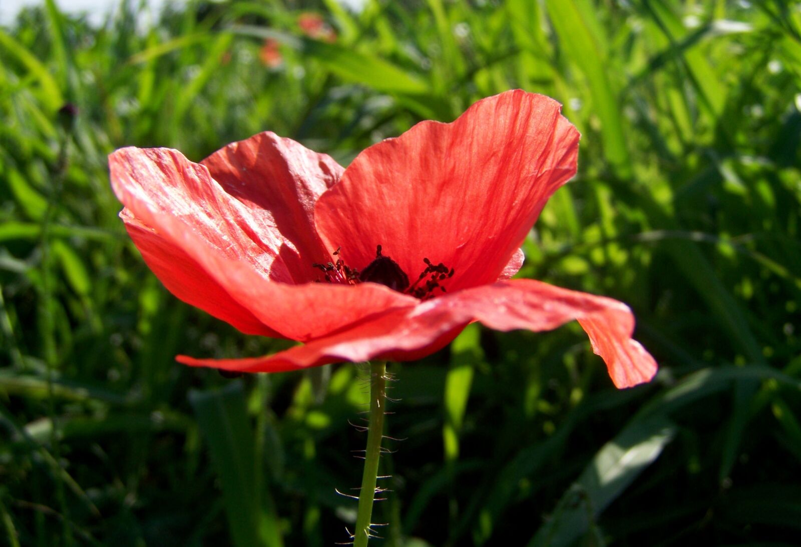 Kodak EASYSHARE ZD710 ZOOM DIGITAL CAMERA sample photo. Red poppy, meadow flower photography