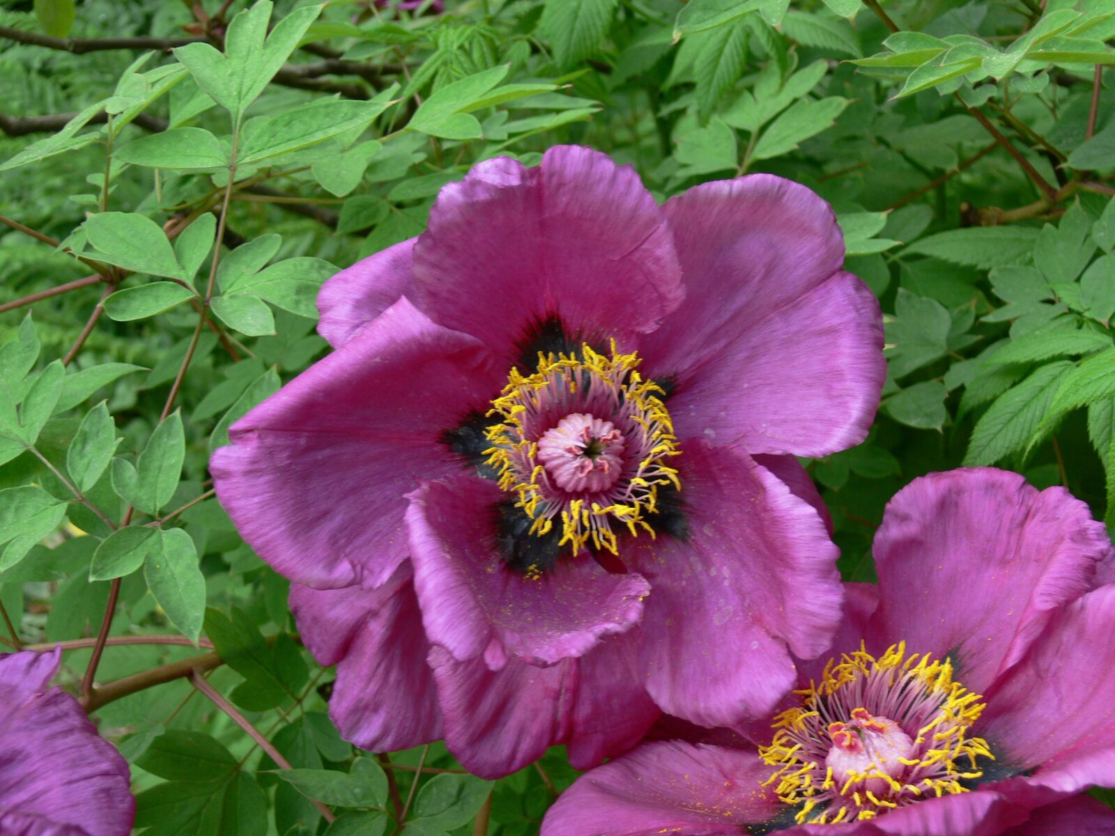 Panasonic DMC-FZ30 sample photo. Purple, flower, purple flower photography