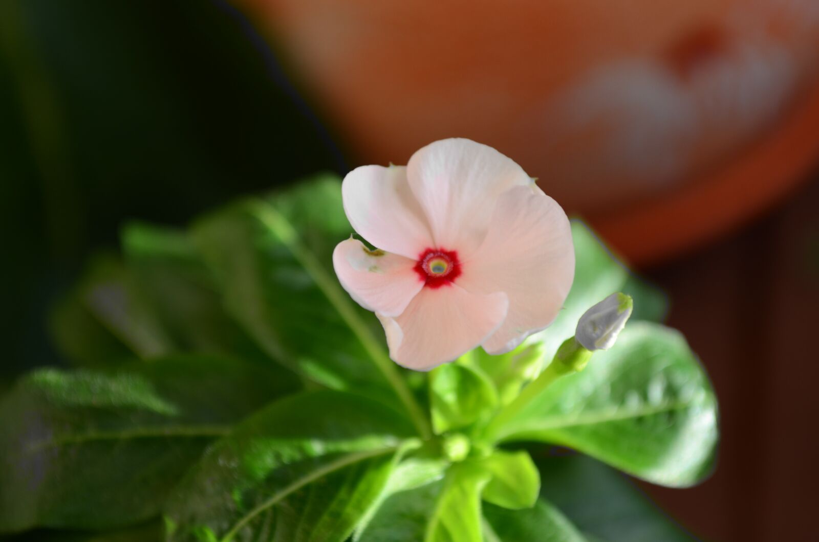 Nikon D5100 sample photo. Flower, nice, coloring photography
