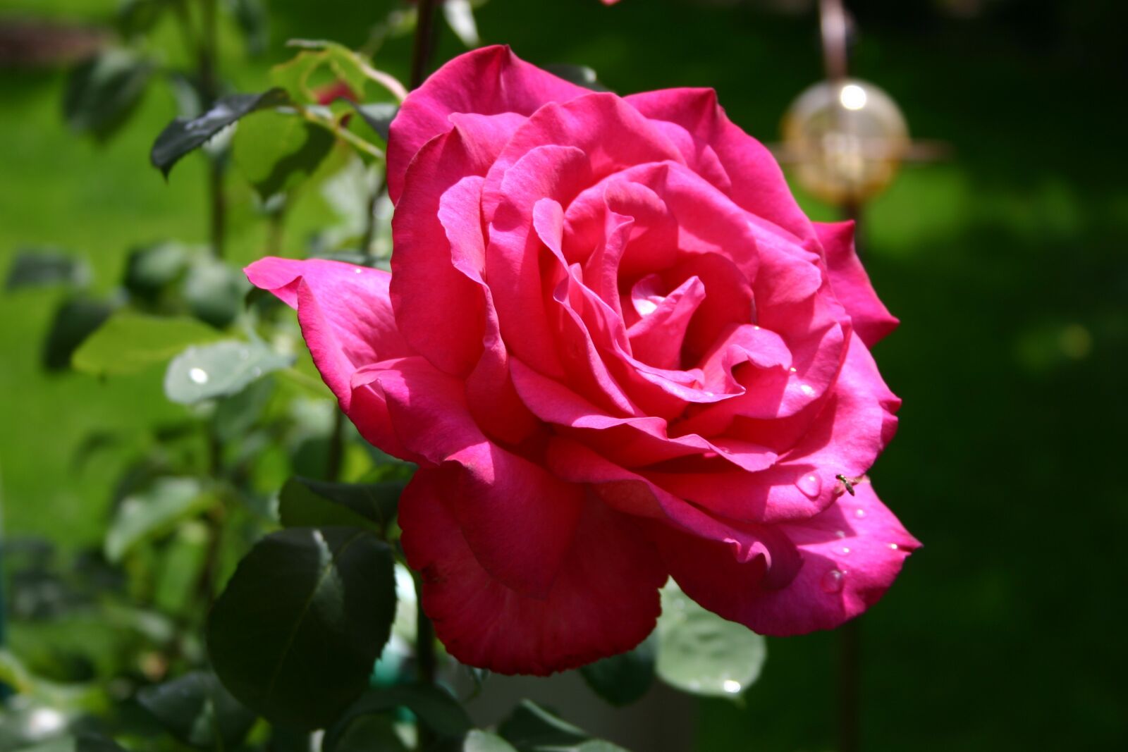 Canon EOS 300D (EOS Digital Rebel / EOS Kiss Digital) sample photo. Flower, rose, floribunda photography