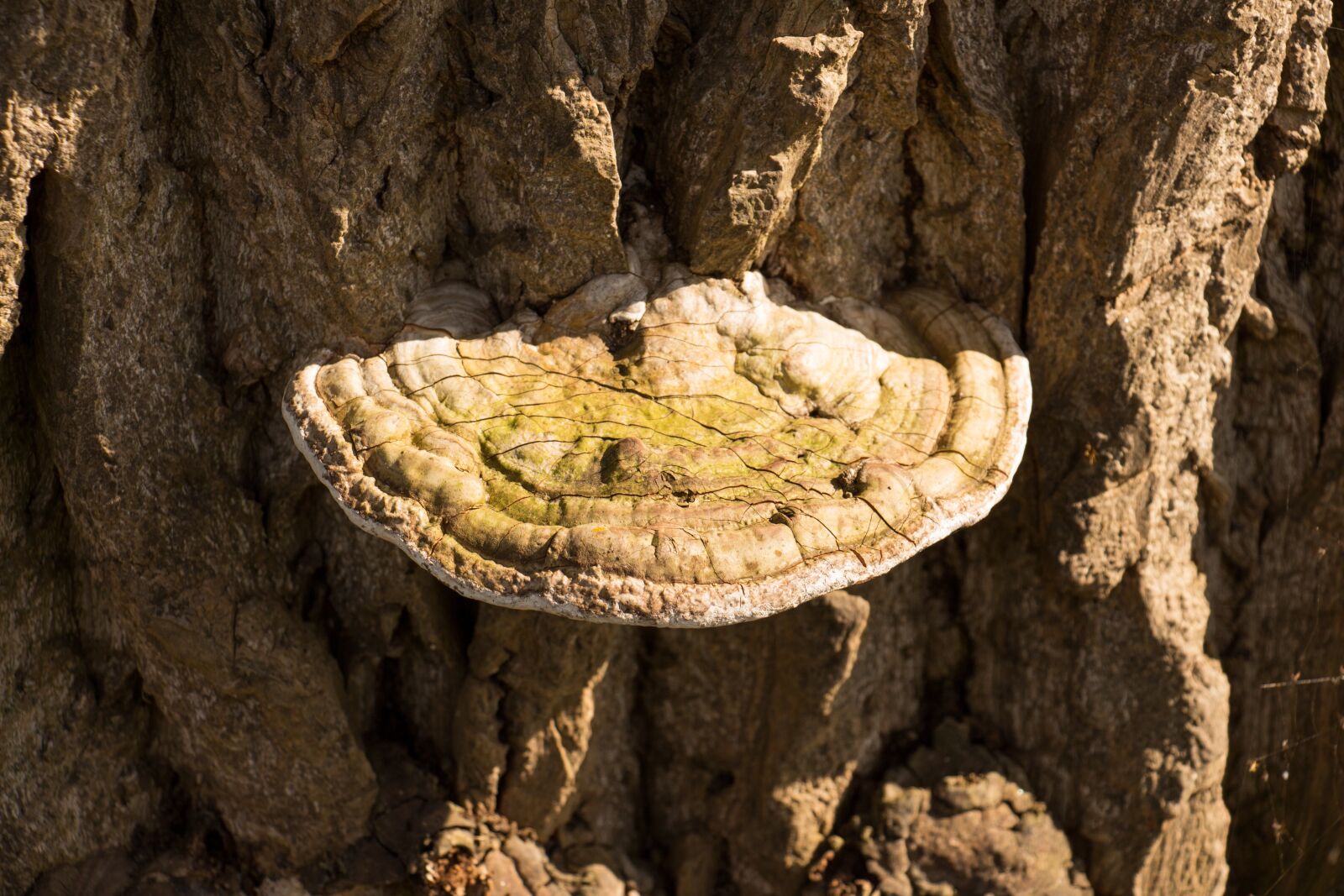 Canon EOS 700D (EOS Rebel T5i / EOS Kiss X7i) sample photo. Nature, wood, tree photography