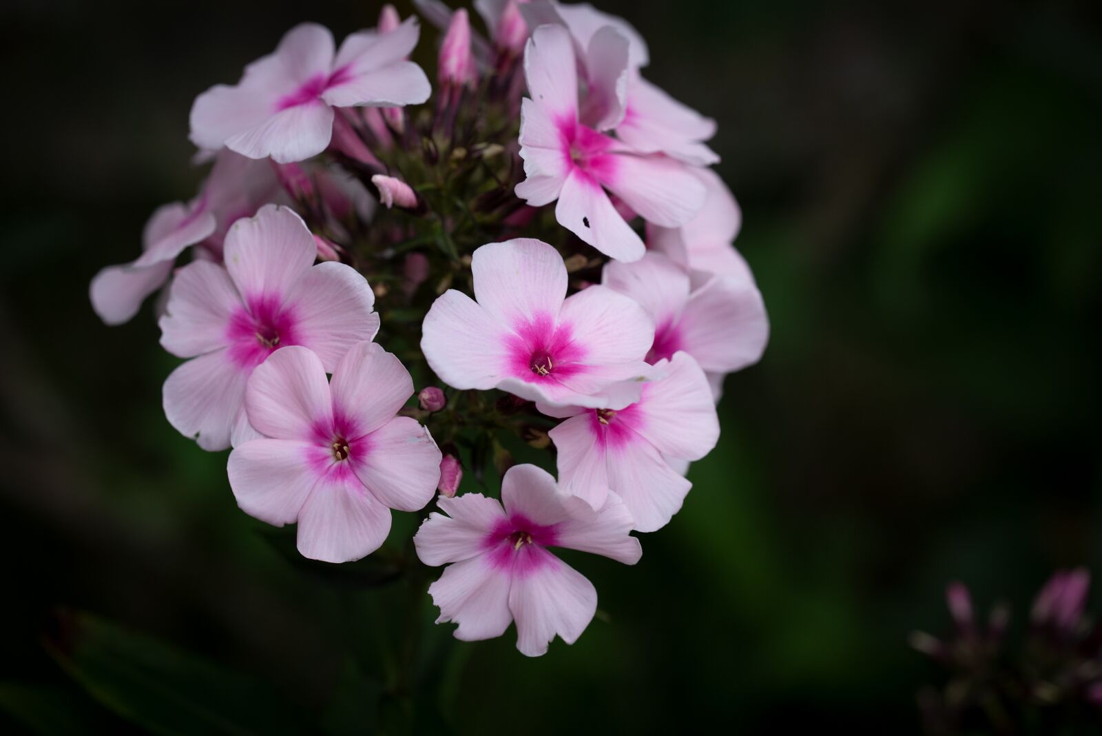 Nikon D750 sample photo. Phlox, flower, blossom photography