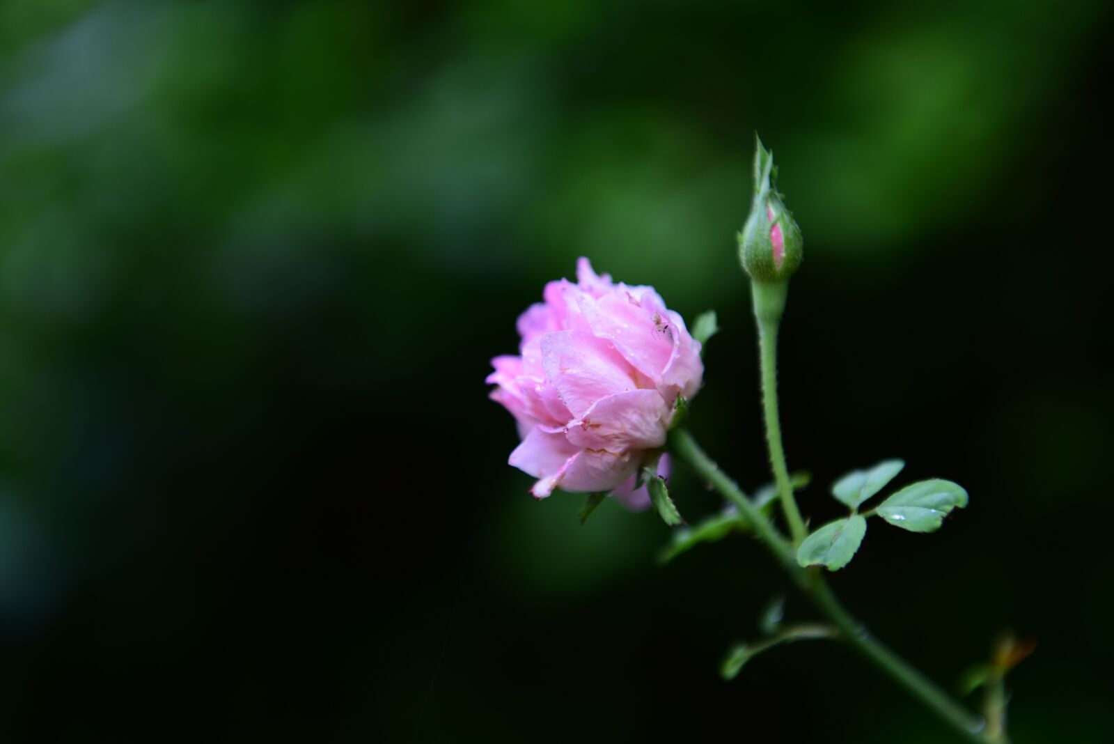 Nikon D750 sample photo. Rose, blossom, bloom photography