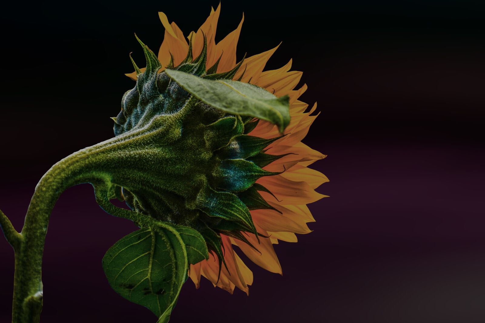 Nikon D3400 sample photo. Sunflower, nature, yellow photography