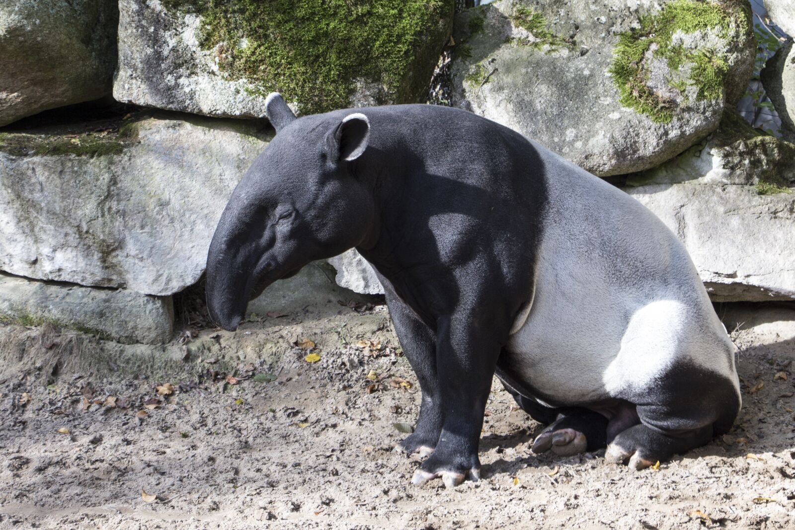 Canon EOS 700D (EOS Rebel T5i / EOS Kiss X7i) sample photo. Malayan tapir, asian tapir photography
