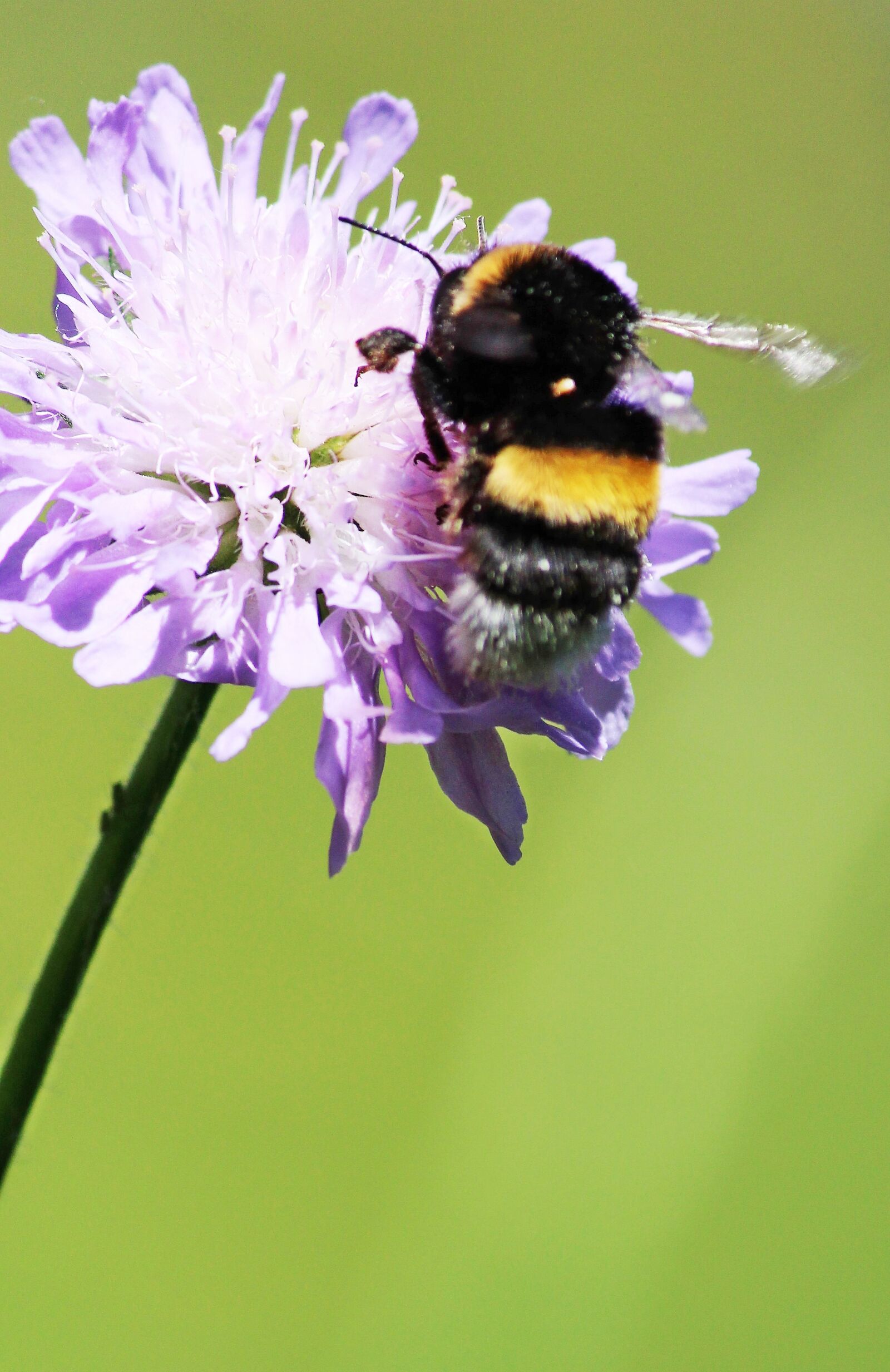 Canon EOS 600D (Rebel EOS T3i / EOS Kiss X5) sample photo. Plant, bumblebees, purple photography