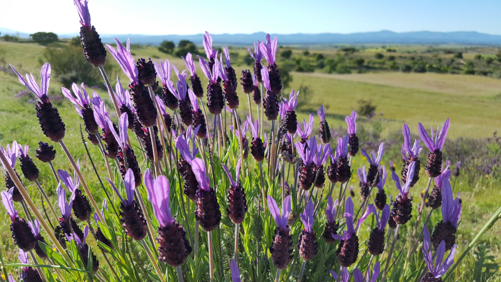 Samsung Galaxy S6 sample photo. Lavender, field, landscape photography