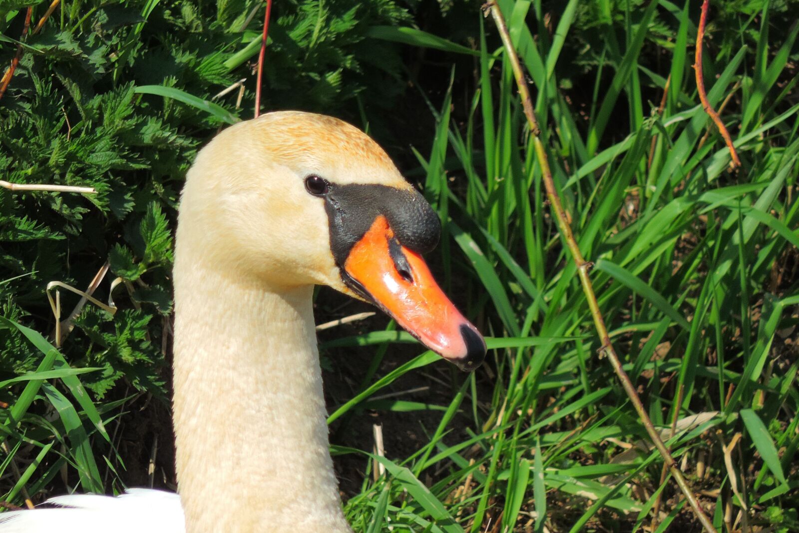 Nikon Coolpix P520 sample photo. Swan, nature, bird photography