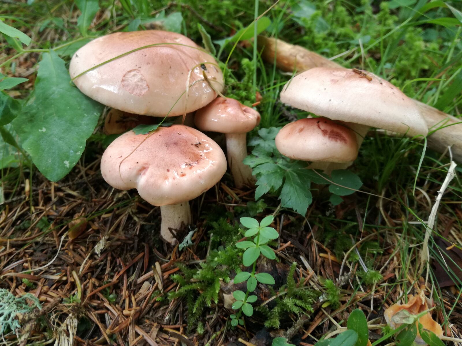 HUAWEI P9 LITE sample photo. Mushrooms, nature, biology photography