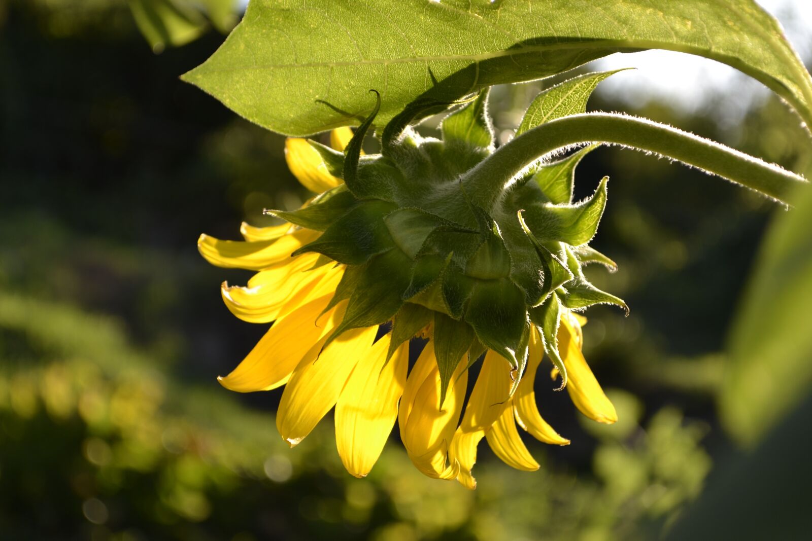 Nikon D3100 sample photo. Sunflower, flower, yellow flower photography