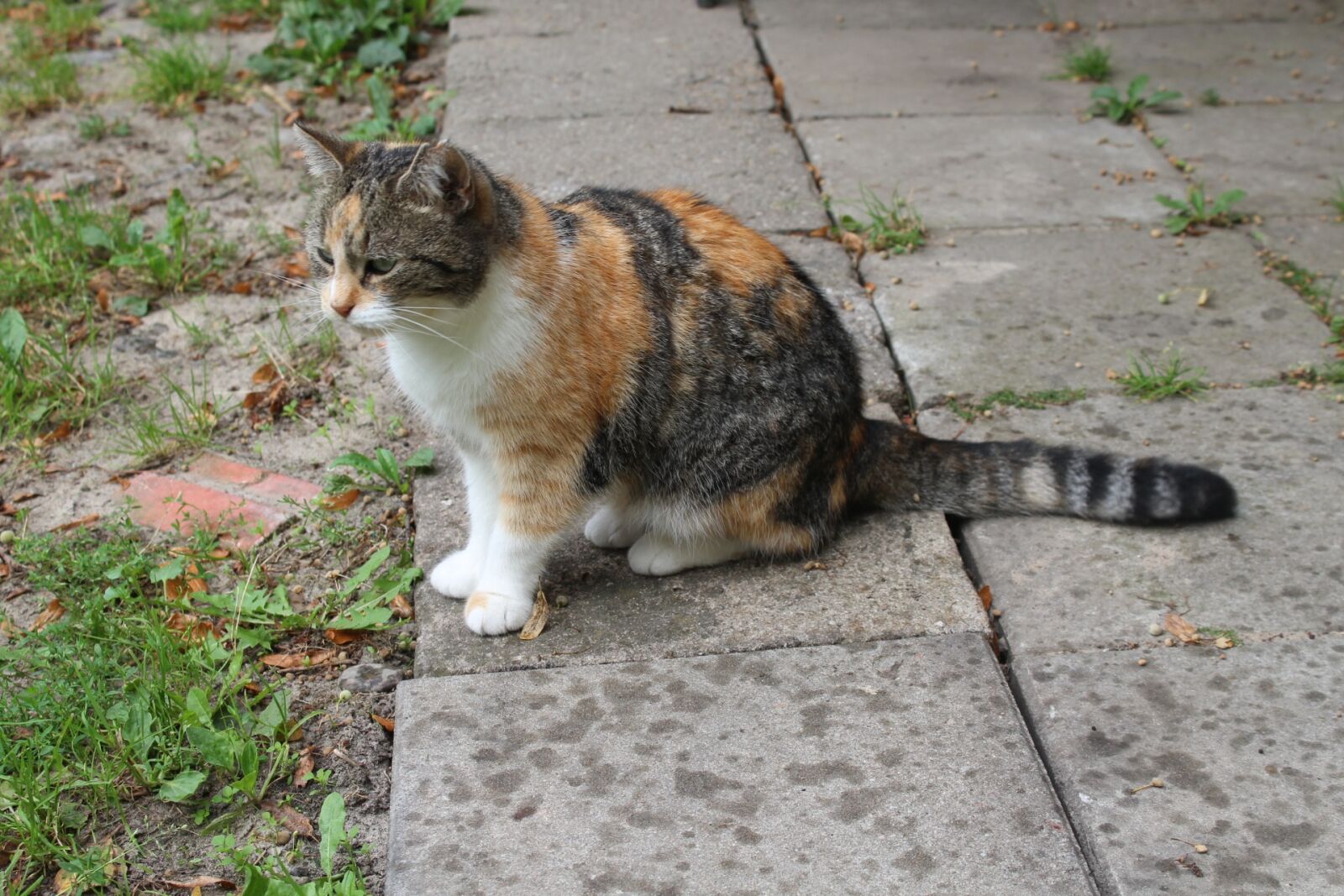 Canon EOS 1200D (EOS Rebel T5 / EOS Kiss X70 / EOS Hi) sample photo. Cat, animal, fur photography