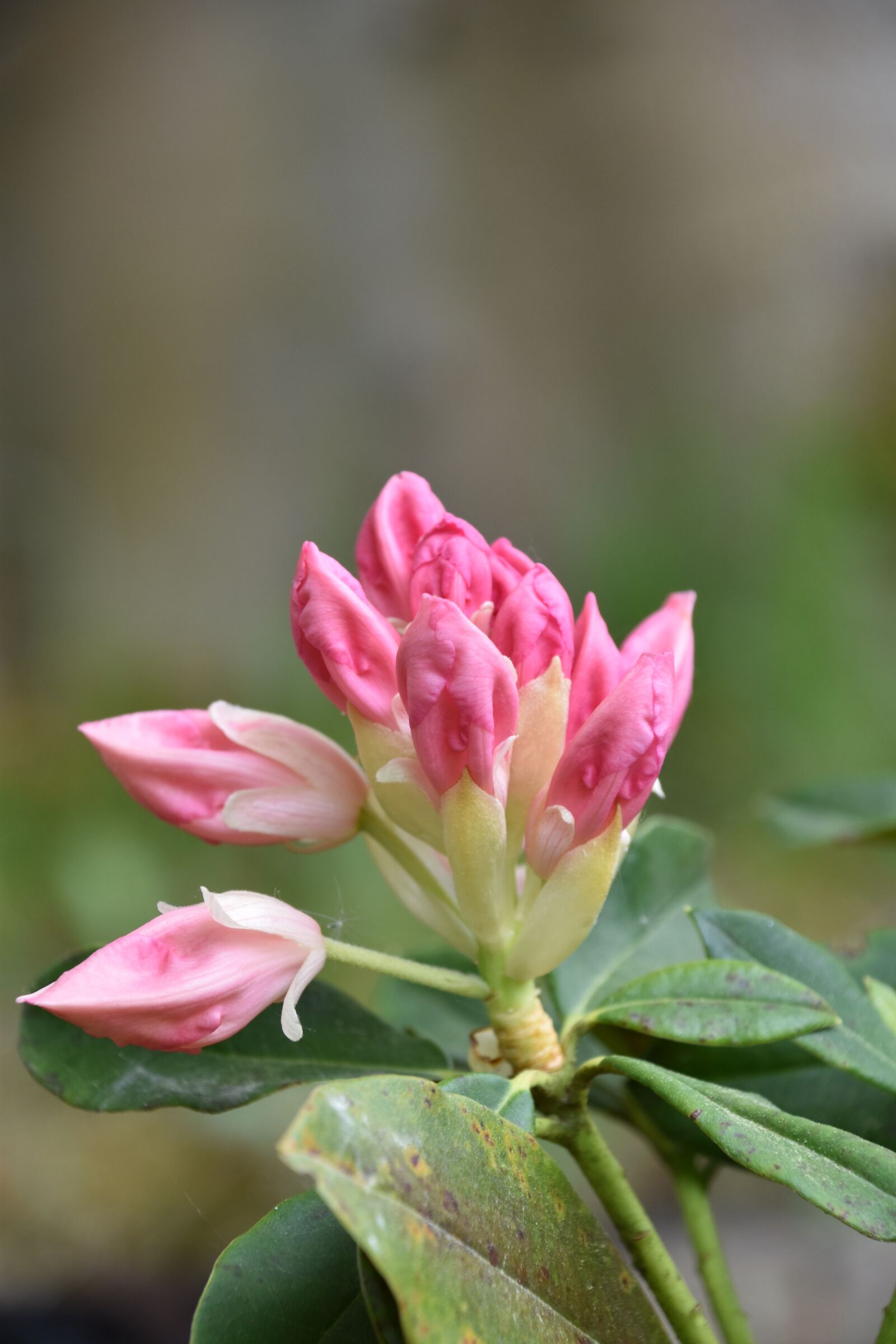 Nikon D5600 sample photo. Nature, flower, plant photography