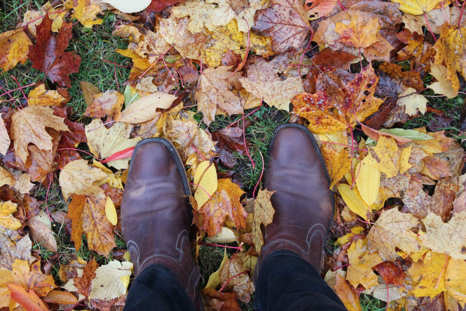 Canon EOS 600D (Rebel EOS T3i / EOS Kiss X5) sample photo. Outdoors, autumn, nature photography