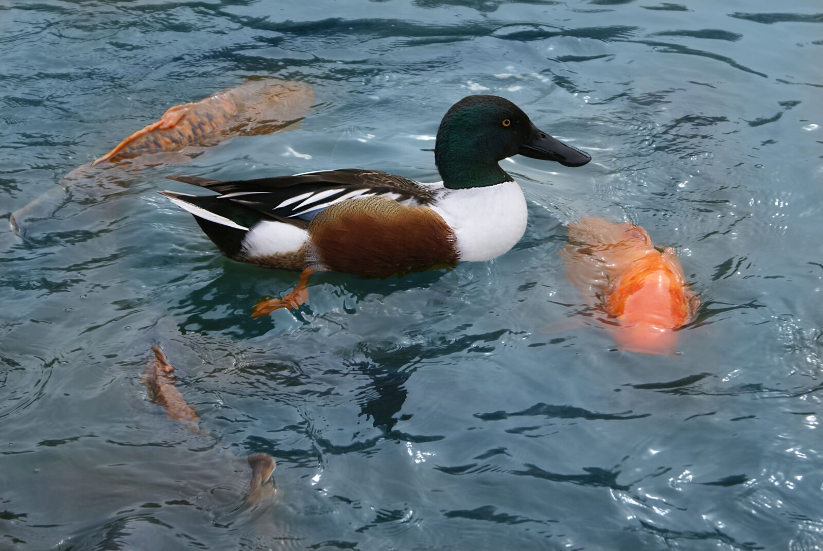 Sony Alpha DSLR-A100 sample photo. Duck swimming, golden carp photography