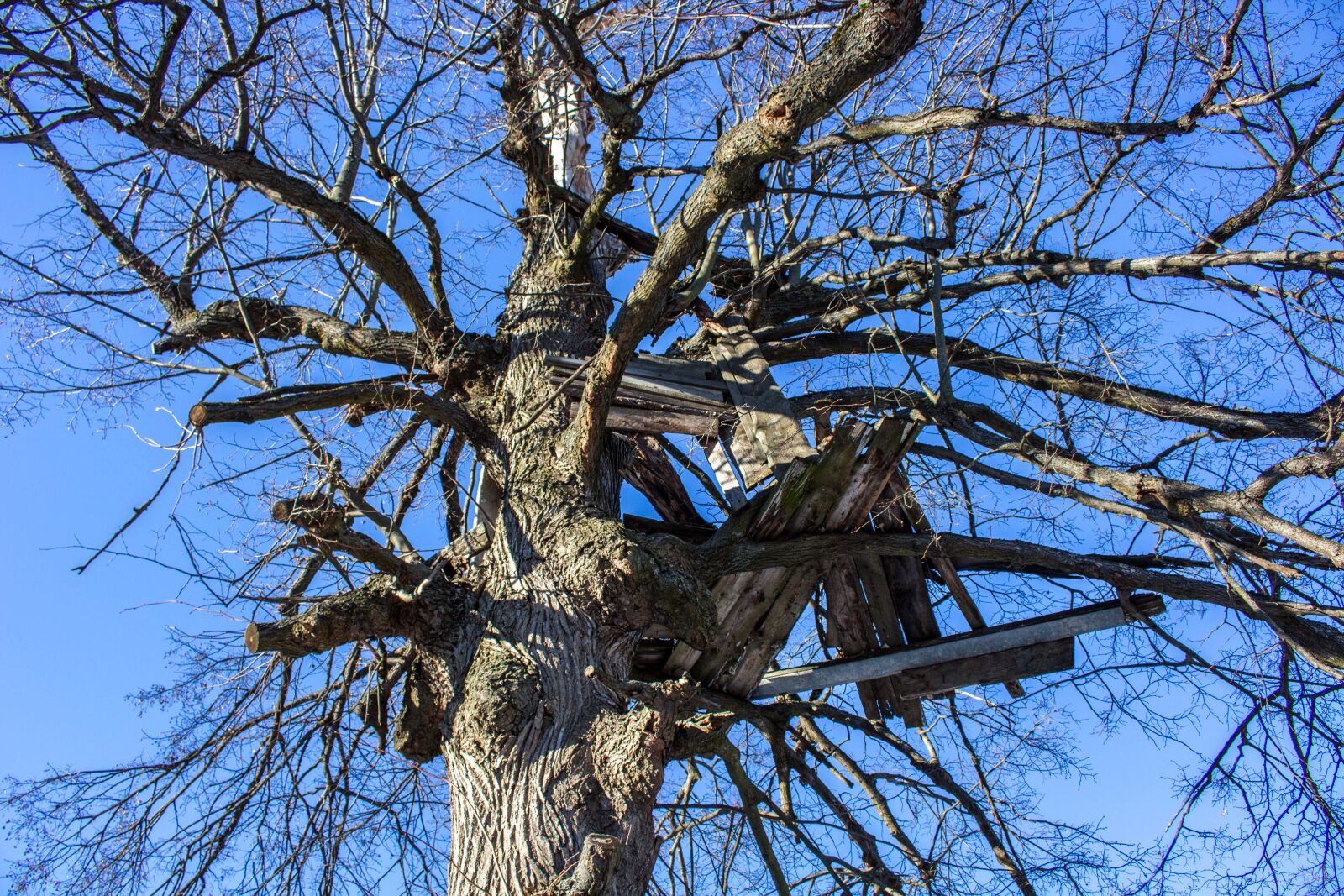 Canon EOS 100D (EOS Rebel SL1 / EOS Kiss X7) sample photo. Hut, cottage, tree photography