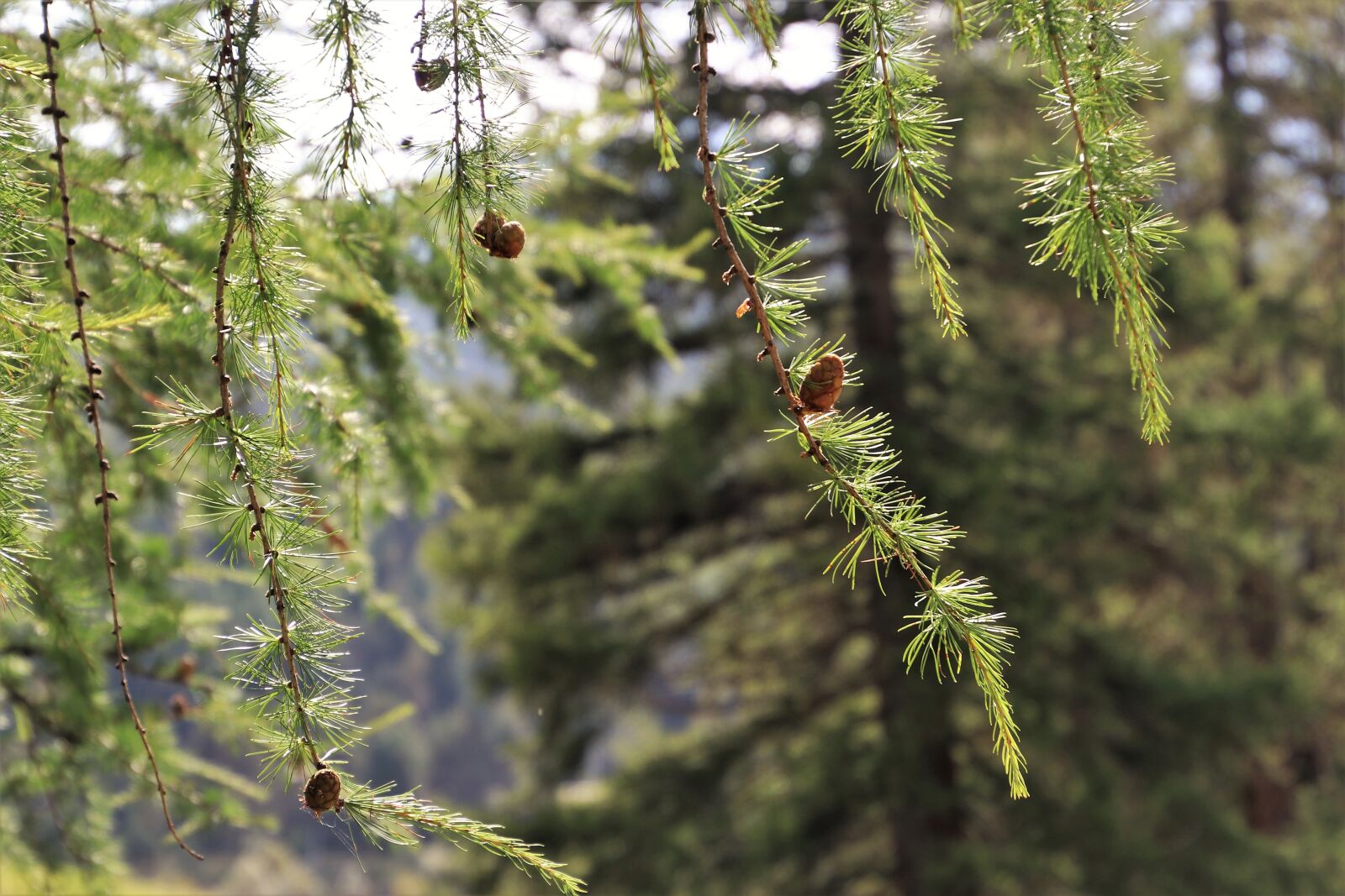 Canon EOS 80D sample photo. In the forest, conifer photography