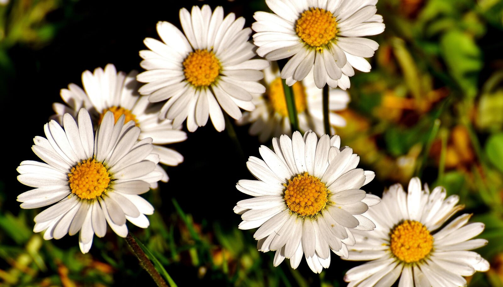 Nikon D7200 sample photo. Daisy, meadow, bloom photography