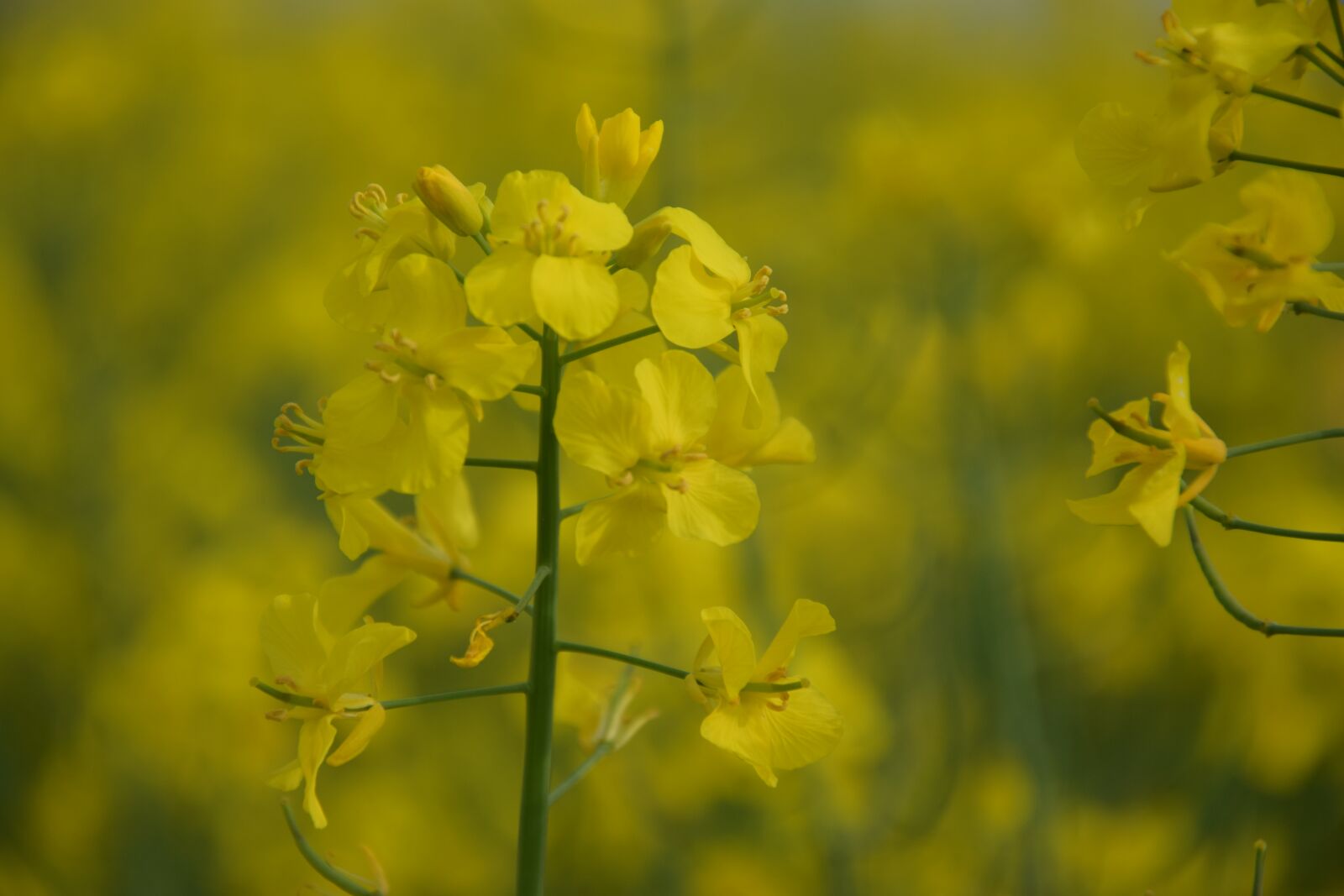Nikon D5300 sample photo. Flower, nature, plant photography