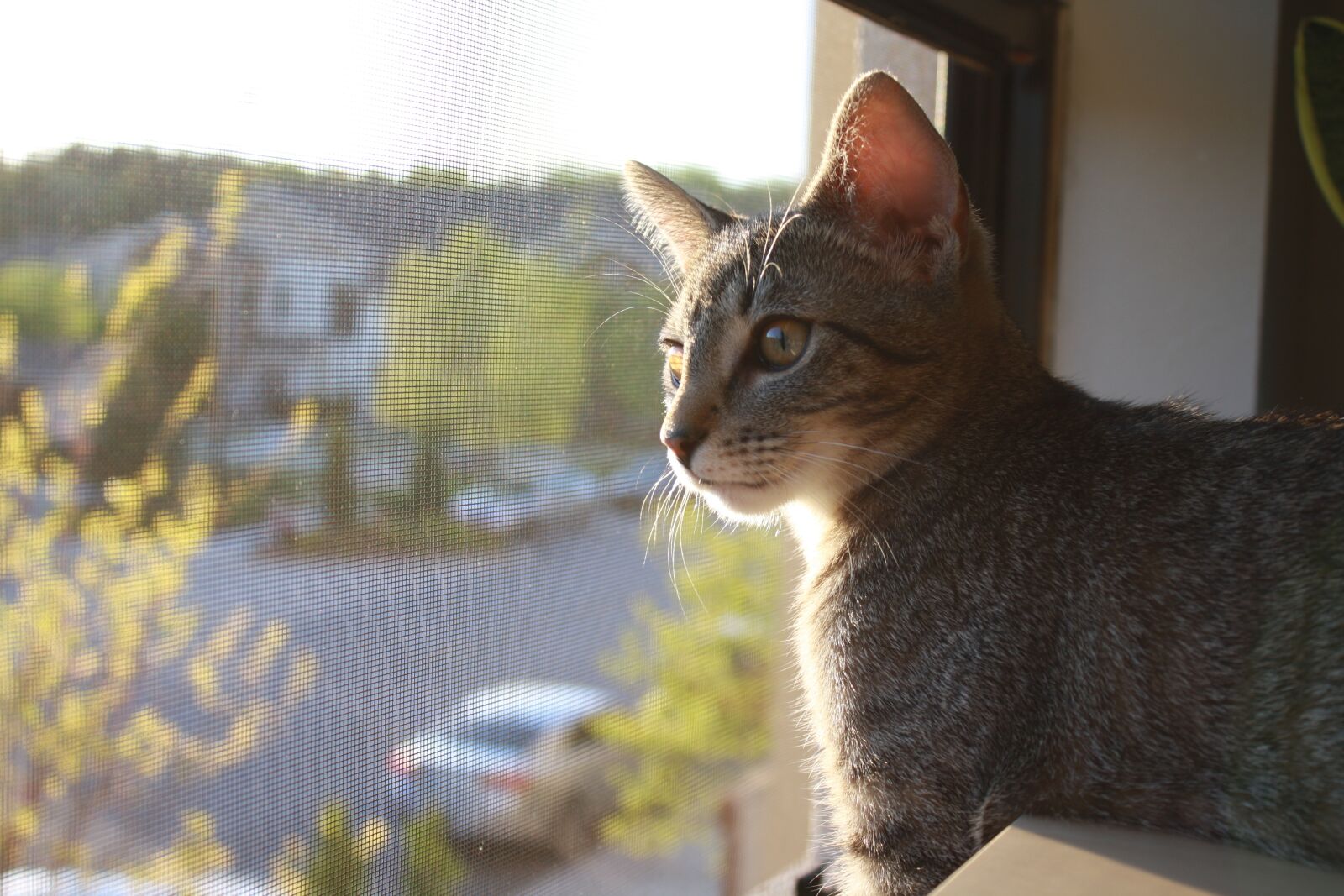 Canon EOS 1000D (EOS Digital Rebel XS / EOS Kiss F) sample photo. Cat, pet photography