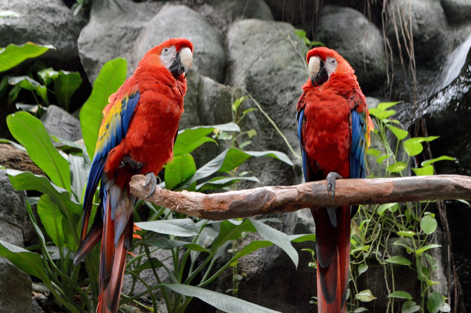Nikon D3200 sample photo. Birds, wild life, macaw photography
