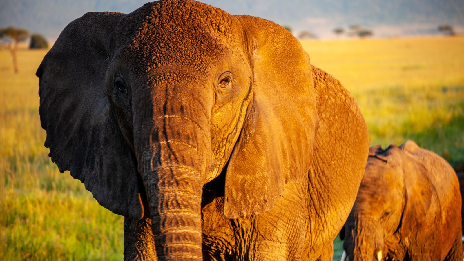 Canon EOS 5D Mark II sample photo. Elephant, kenya, africa photography