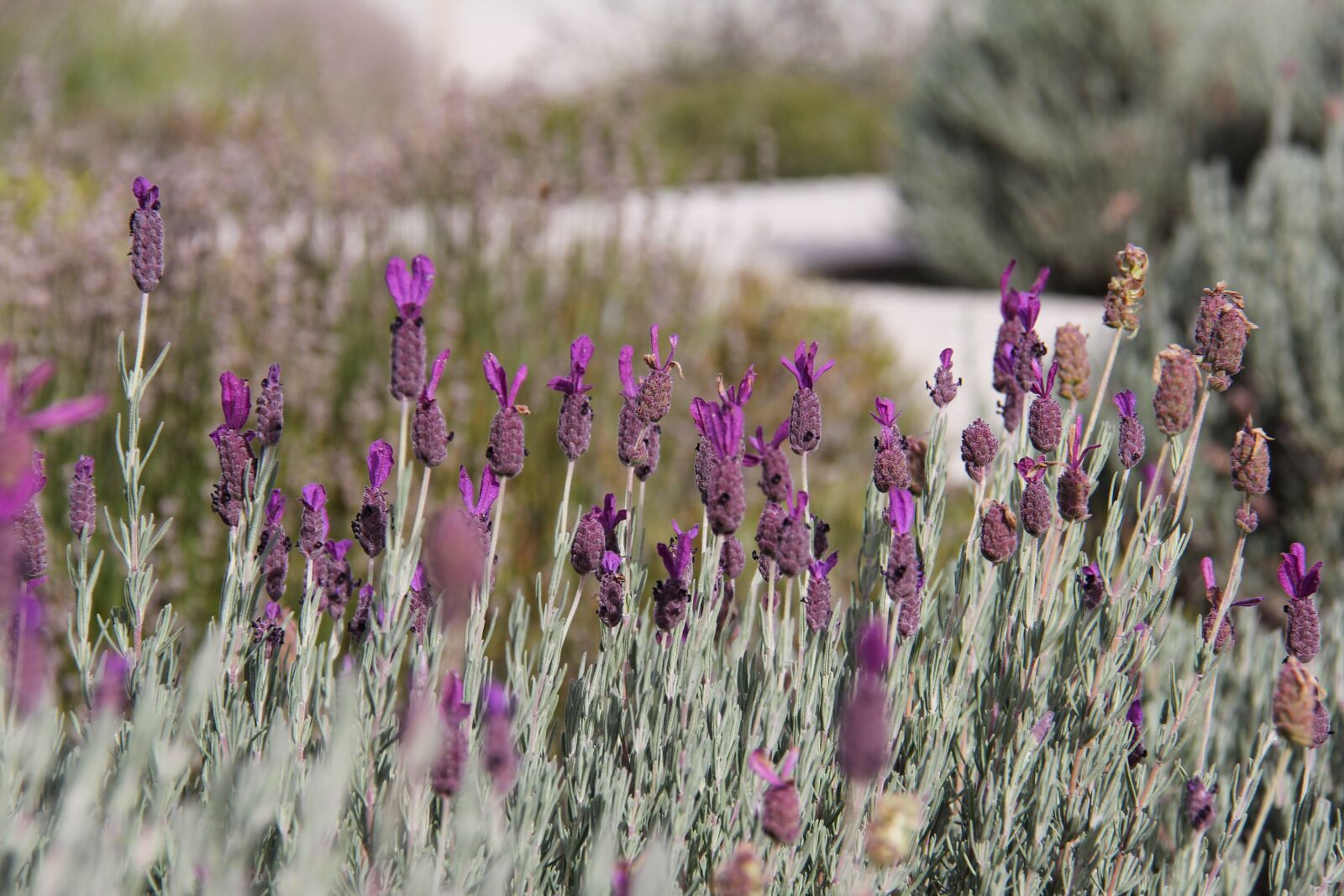 Canon EF-S 18-200mm F3.5-5.6 IS sample photo. Lavender, farm, beautiful photography
