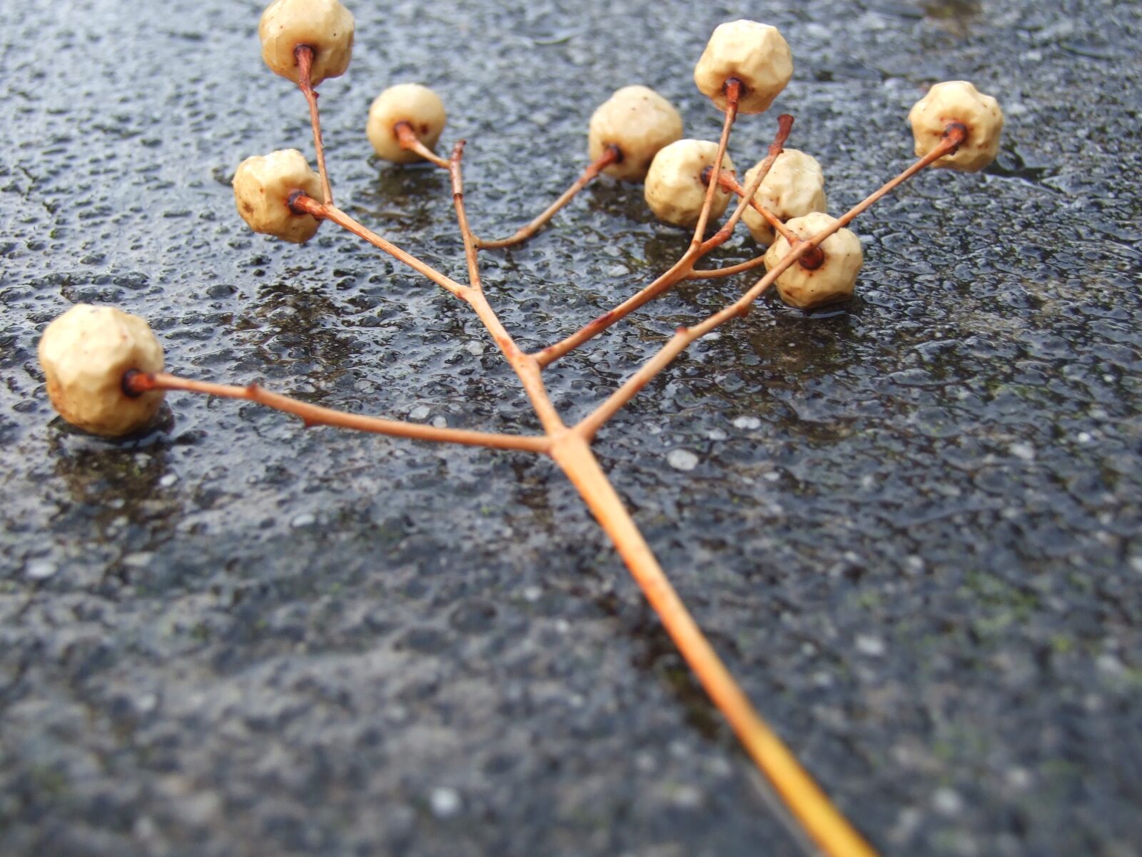 Fujifilm FinePix S6500fd sample photo. Branch, nature, seed photography