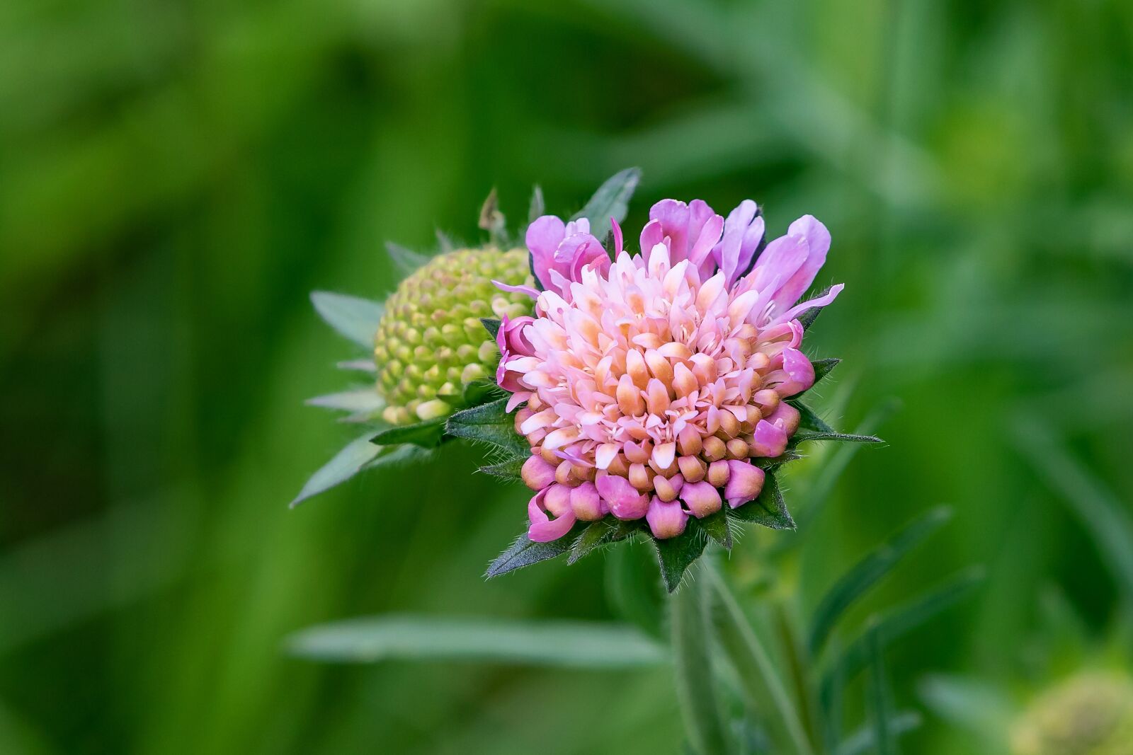 Canon EOS 5D Mark IV sample photo. Plant, pointed flower, purple photography
