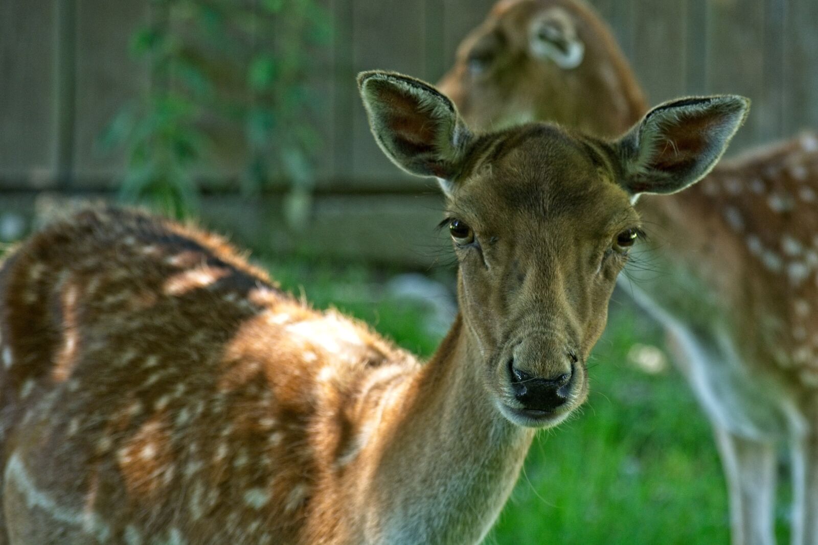 Nikon D7100 sample photo. Fallow deer, damm wild photography