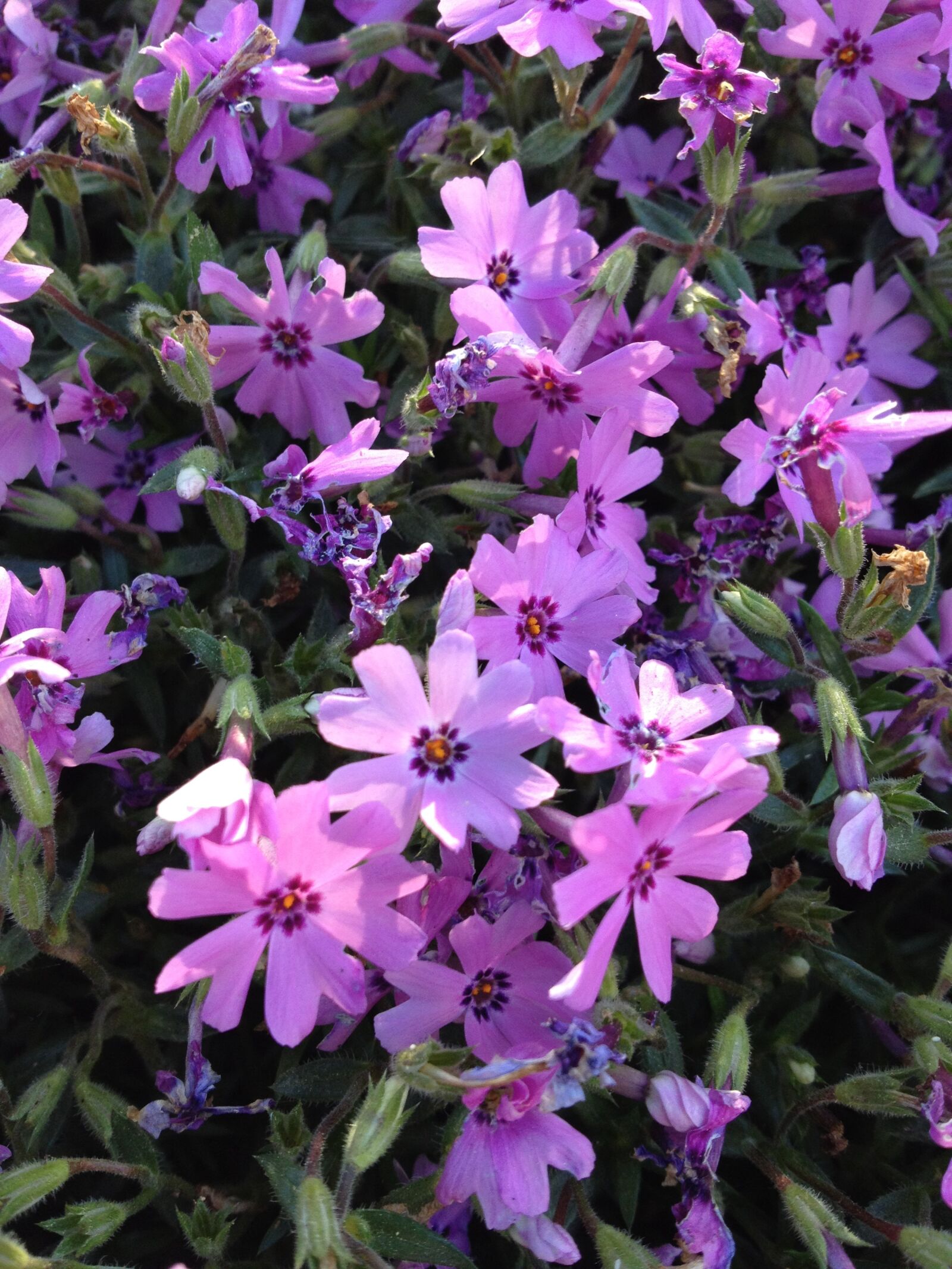 Apple iPhone 4S sample photo. Flowers, nature, pink photography