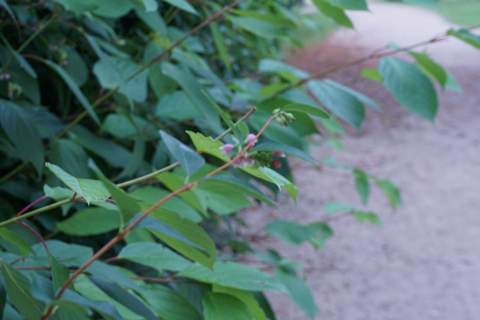 Sony a6000 sample photo. Nature, plants, leaves photography