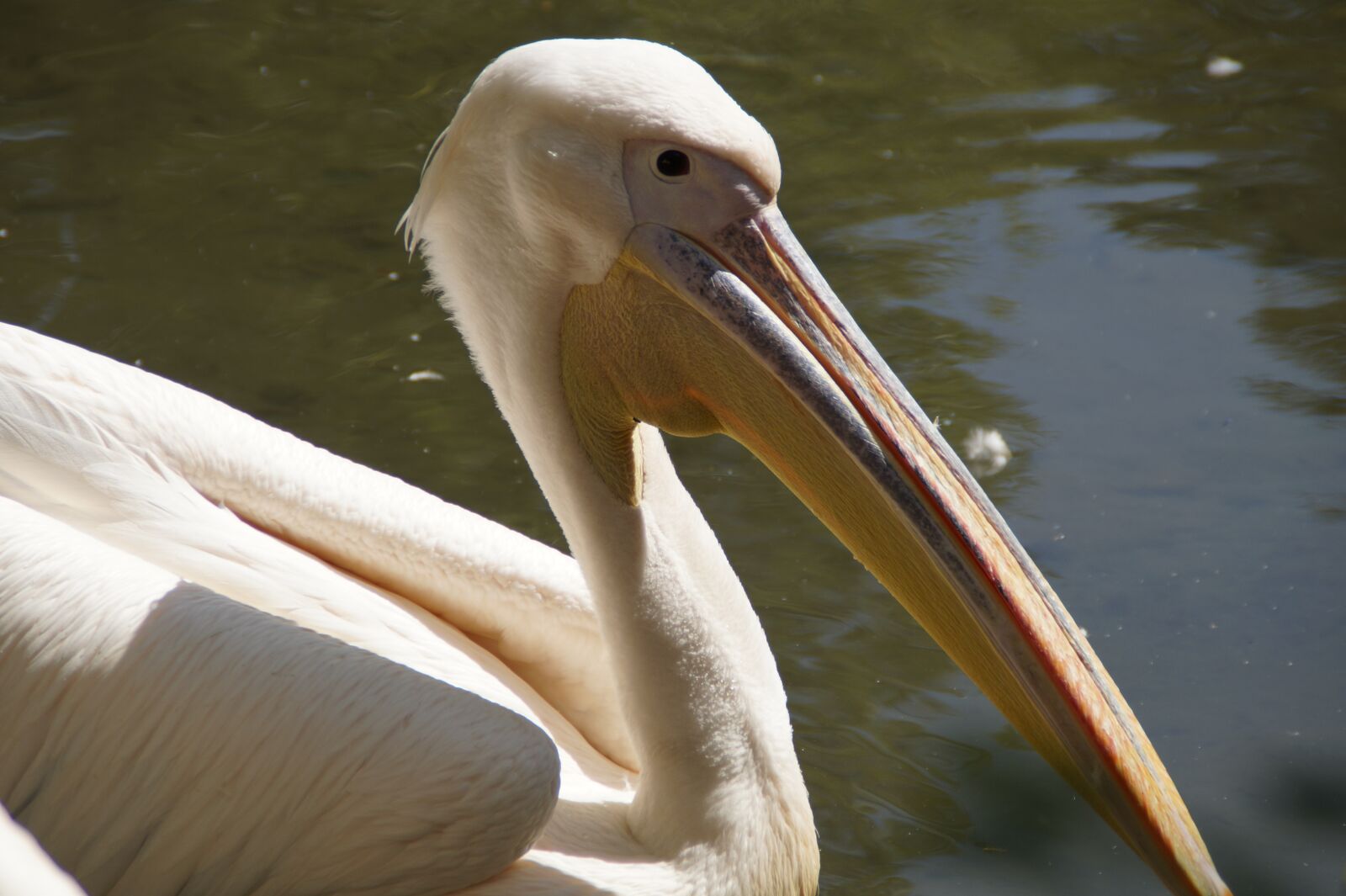 Sony SLT-A58 sample photo. Pelikan, head, close up photography