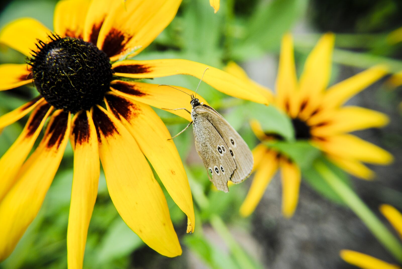 Nikon D3000 sample photo. Butterfly, nature, insect photography